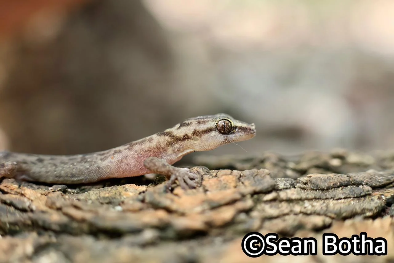 Afroedura marleyi. From False Bay, Kwa-Zulu Natal. Sean Botha.