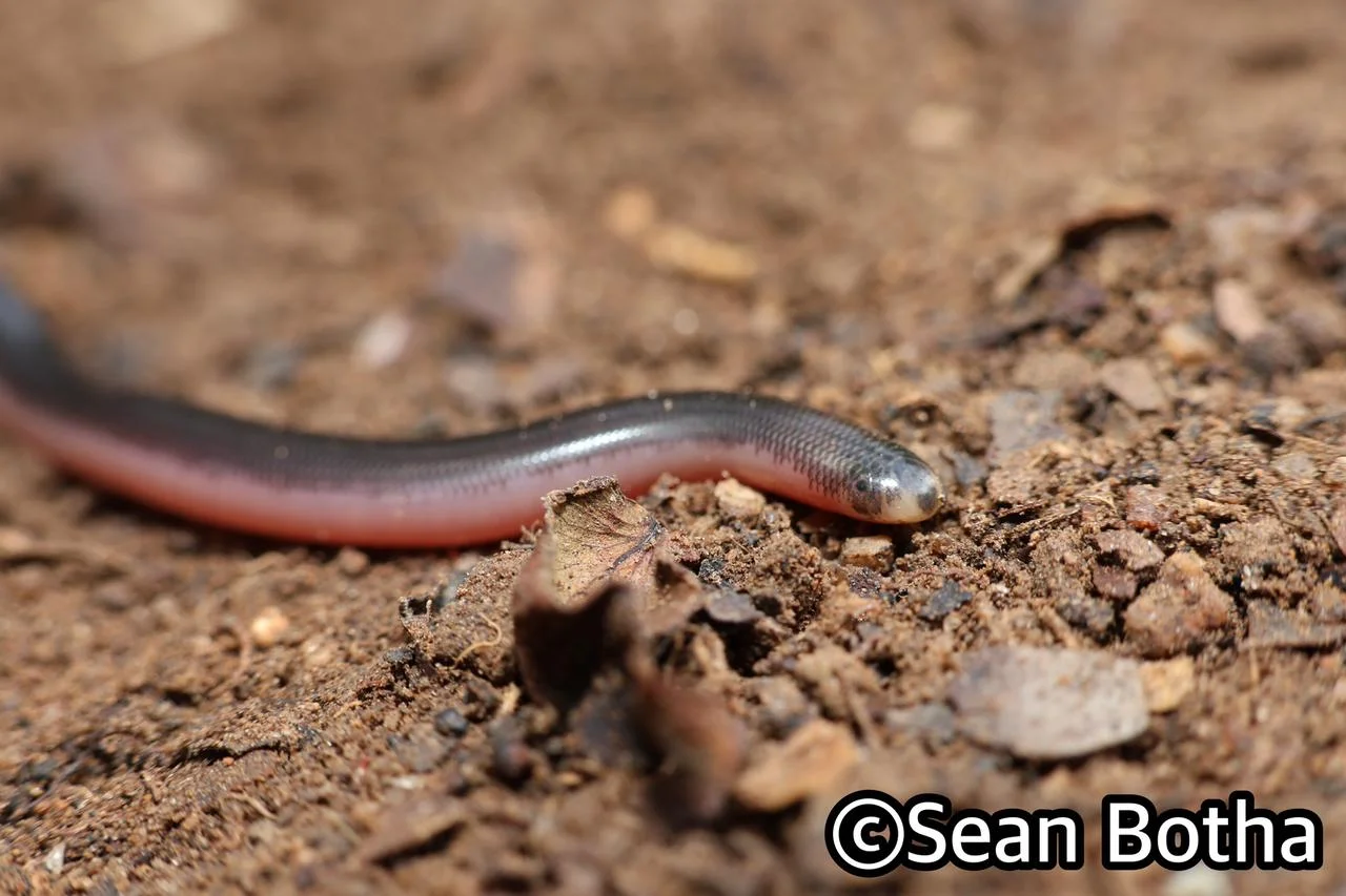Rhinotyphlops lalandei. From Mbombela, Mpumulanga. Sean Botha.