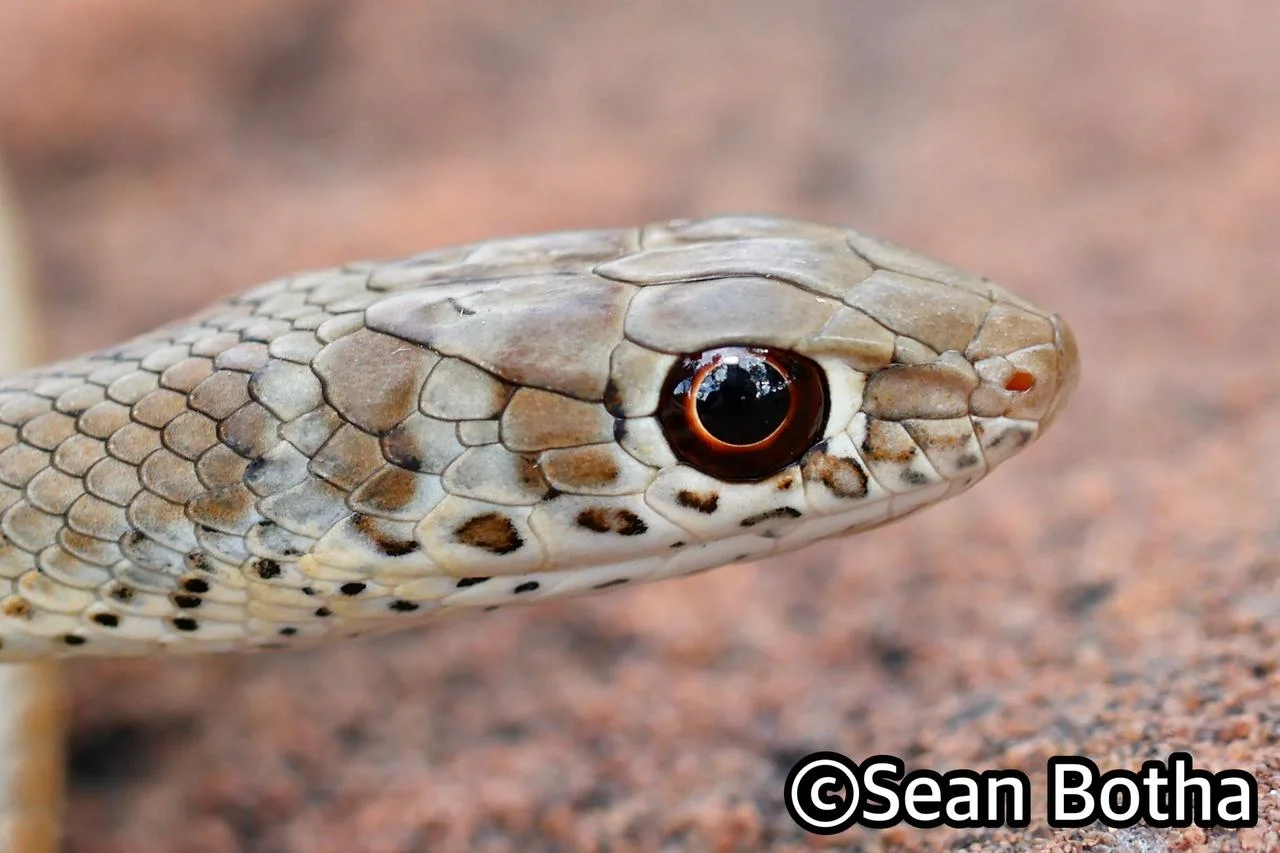 Psammophis brevirostris. From Magliesburg, Gauteng. Sean Botha.