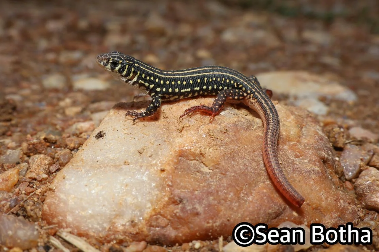 Nucras ornata. From near Centurion, Gauteng. Sean Botha.
