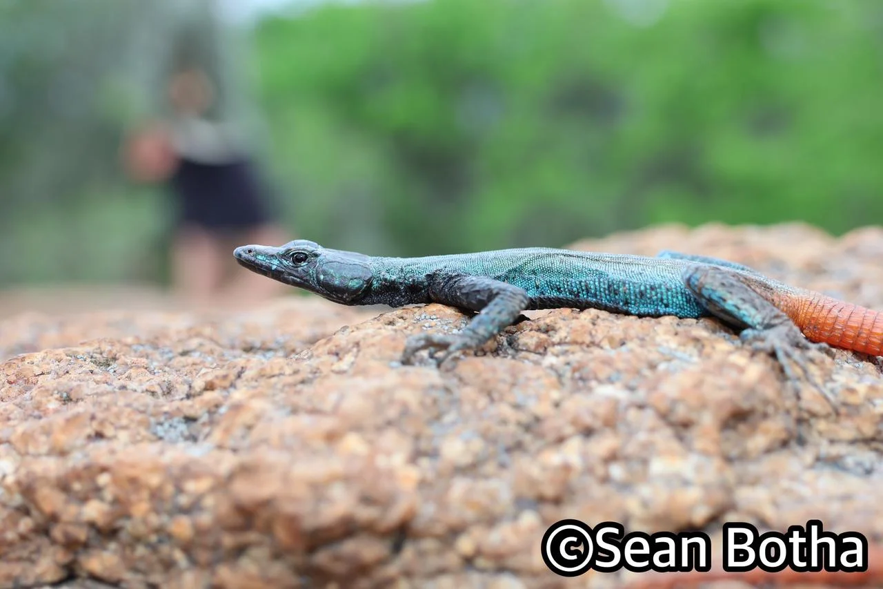 Platysaurus intermedius wihelmi. From Mbombela, Mpumulanga. Sean Botha.