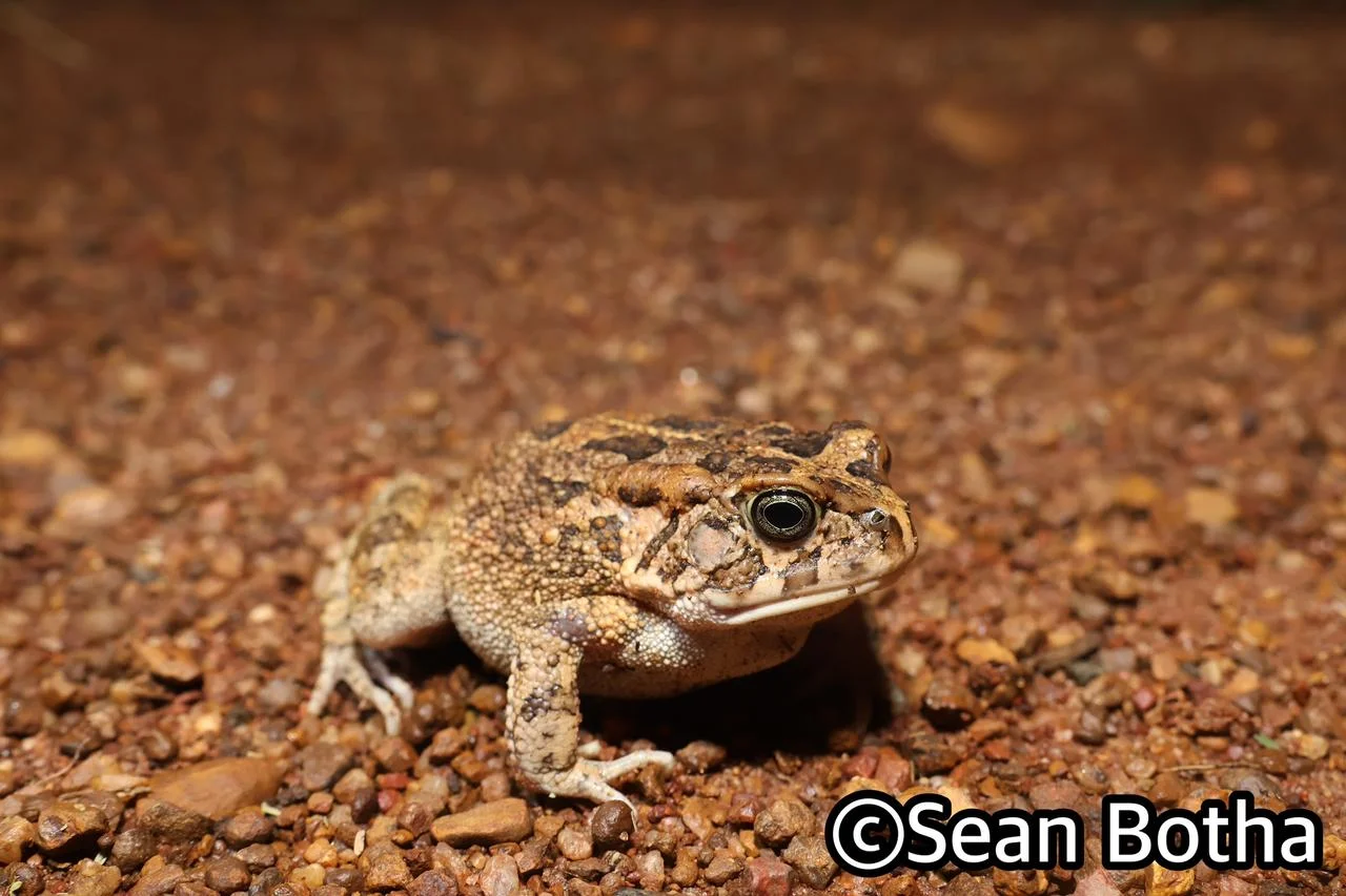 Sclerophrys gutturalis. From Dinokeng North, Gauteng. Sean Botha.