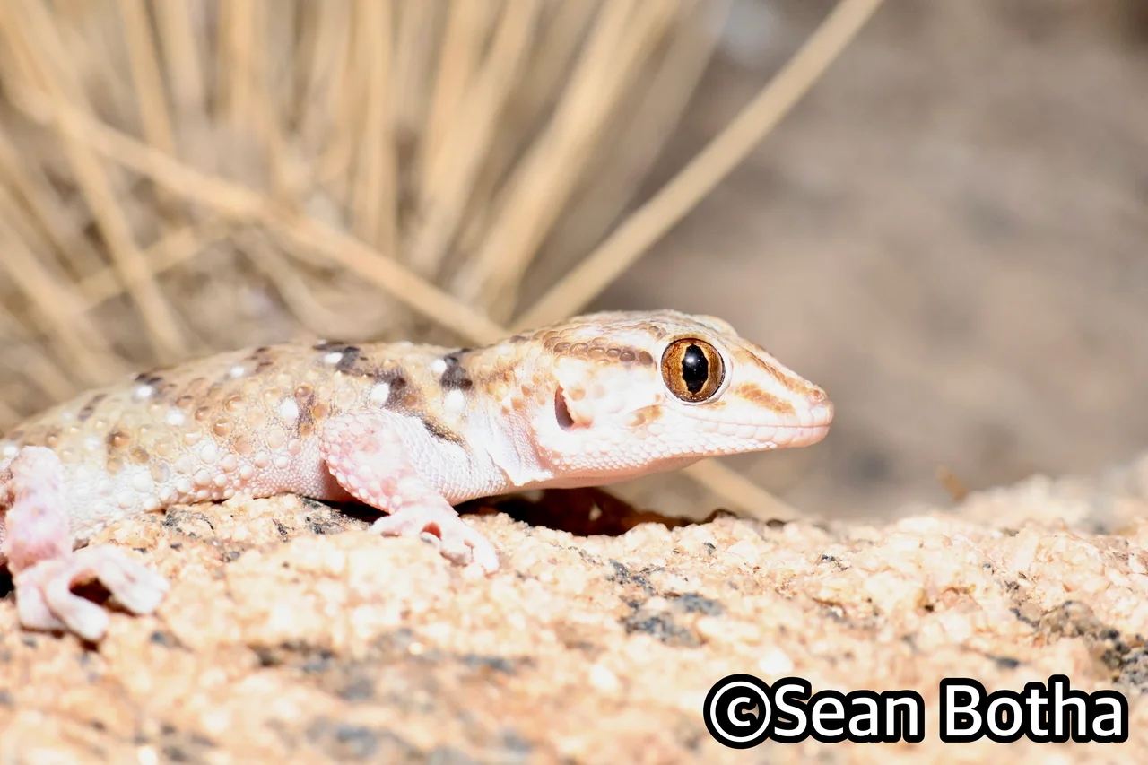 Chondrodactylus laevigatus. From Augrabies Falls National Park, Northern Cape. Sean Botha.