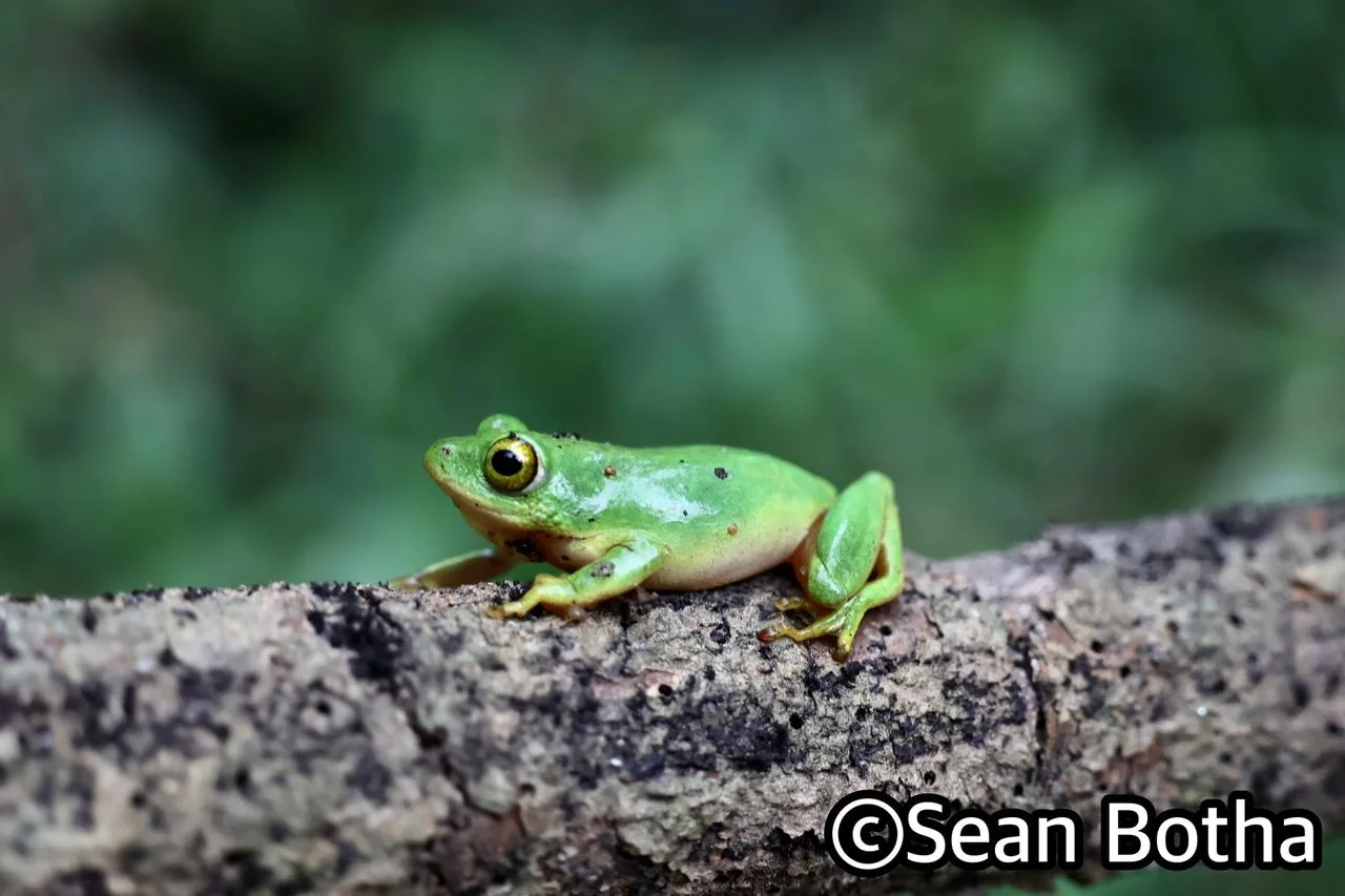 Hyperolius tuberilinguis. From St. Lucia, Kwa-Zulu Natal. Sean Botha.