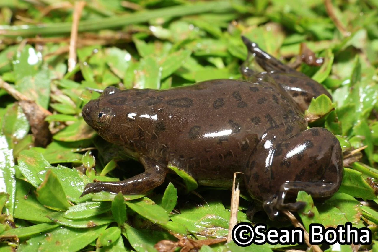 Xenopus laevis. From near Centurion, Gauteng. Sean Botha.