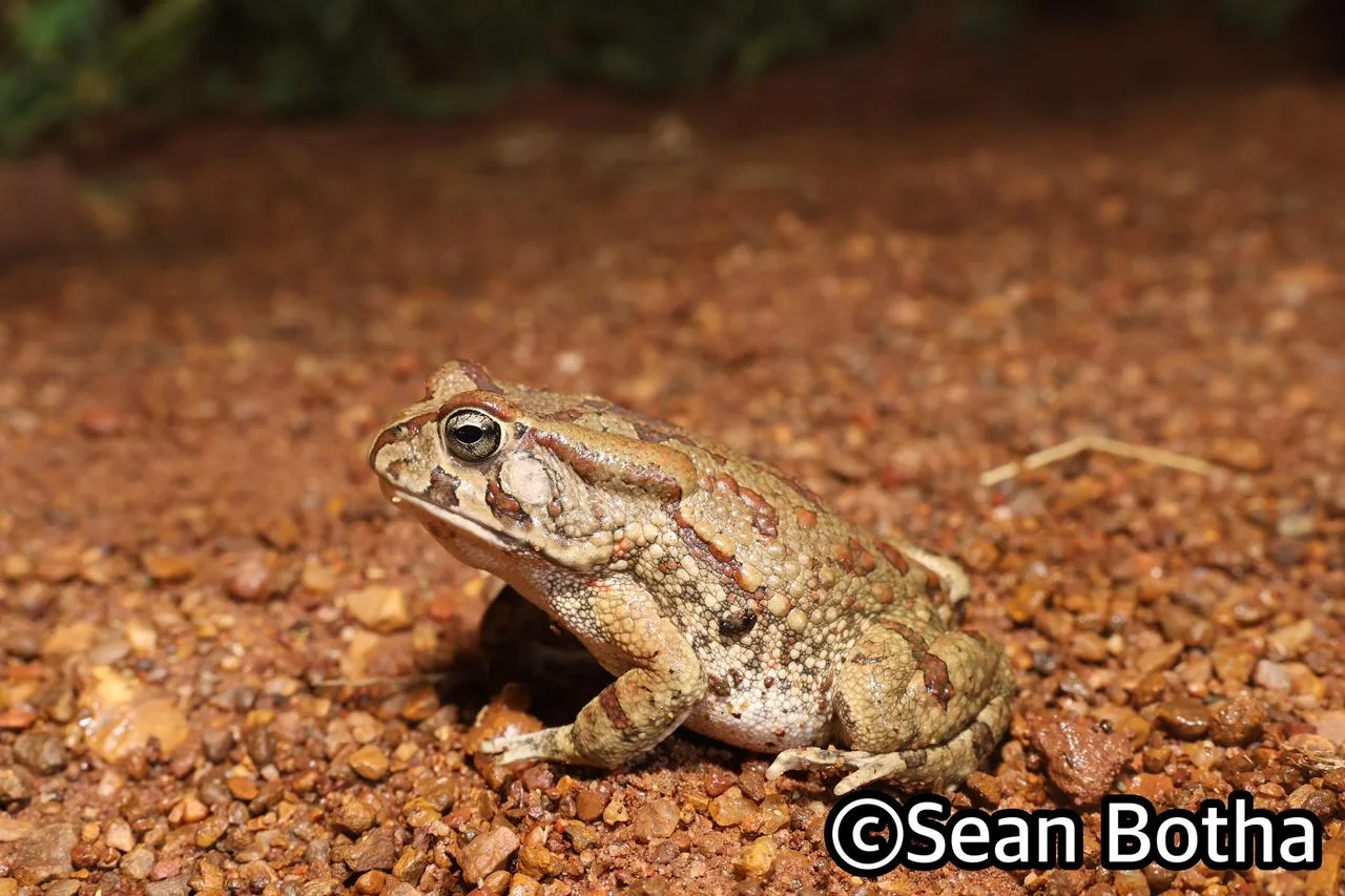 Sclerophrys garmani. From Dinokeng North, Gauteng. Sean Botha.