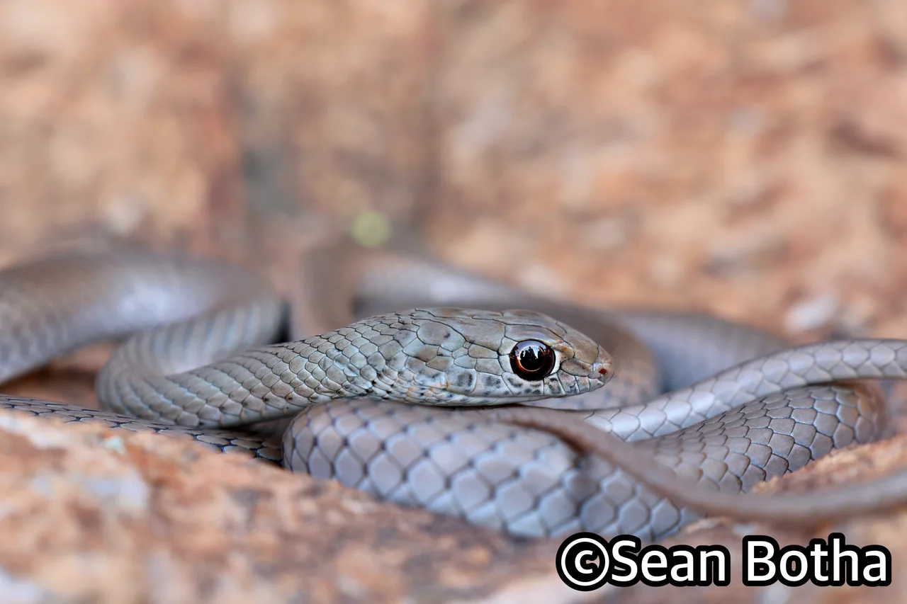 Psammophis brevirostris. From Magliesburg, Gauteng. Sean Botha.