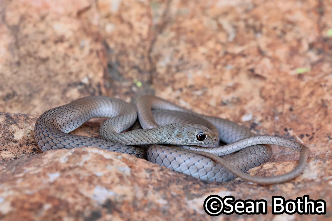 Psammophis brevirostris. From Magliesburg, Gauteng. Sean Botha.