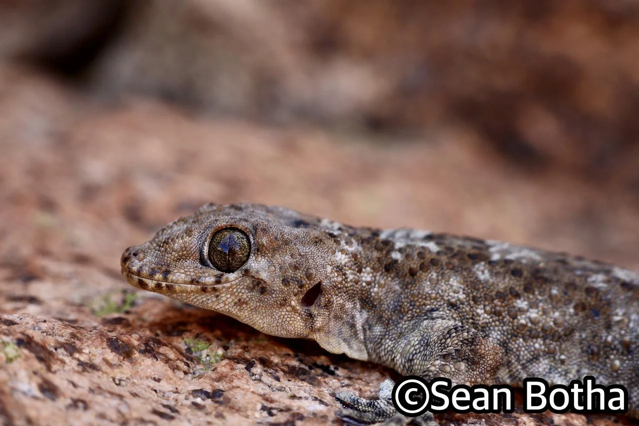 Pachydactylus namaquensis. From near Springbok, Northern Cape. Sean Botha.