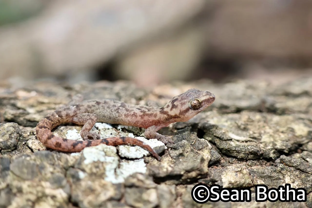 Afroedura marleyi. From False Bay, Kwa-Zulu Natal. Sean Botha.
