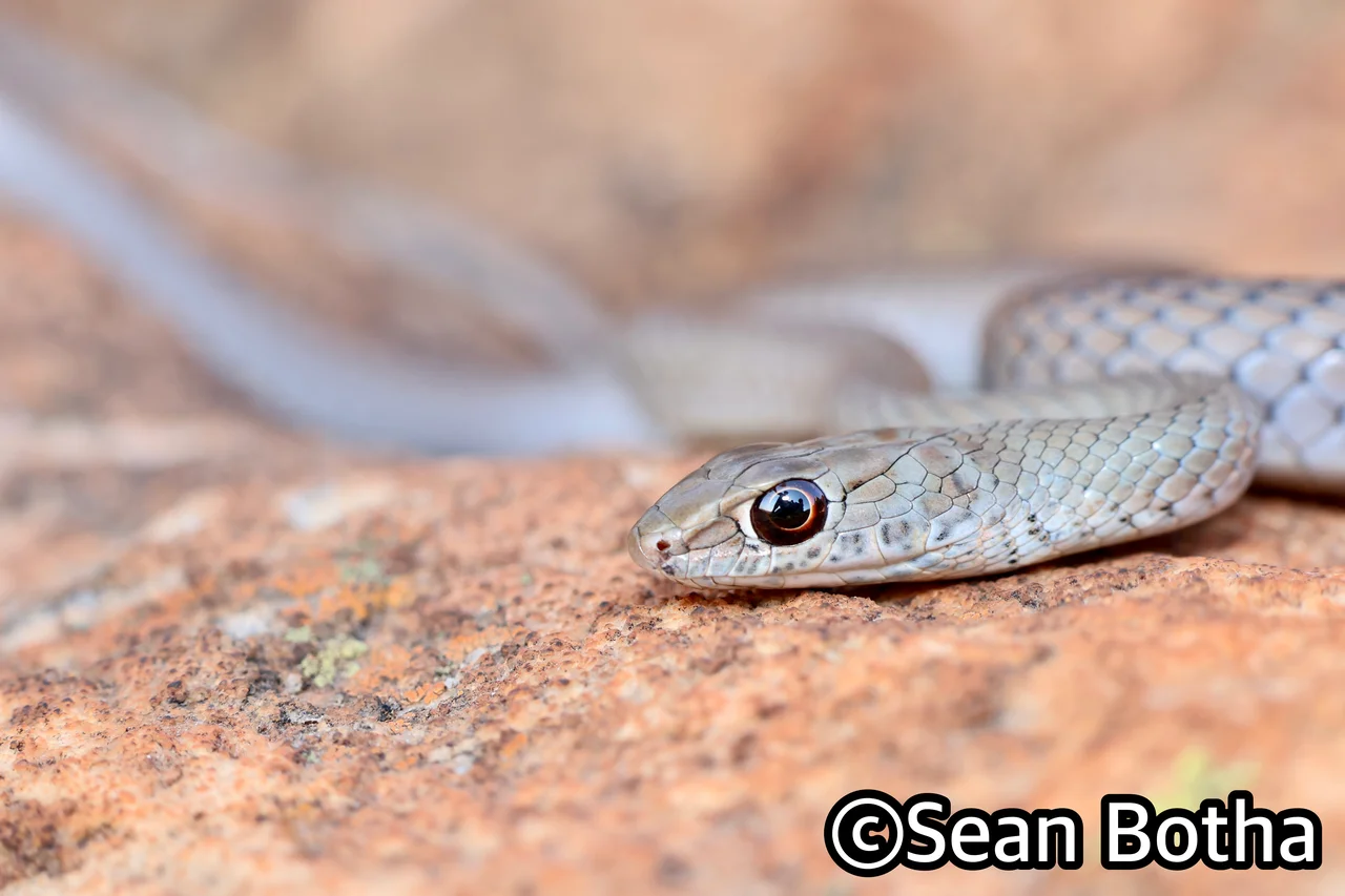 Psammophis brevirostris. From Magliesburg, Gauteng. Sean Botha.