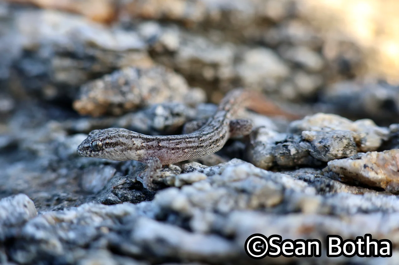Goggia lineata. From Boulder Bay, Northern Cape. Sean Botha.