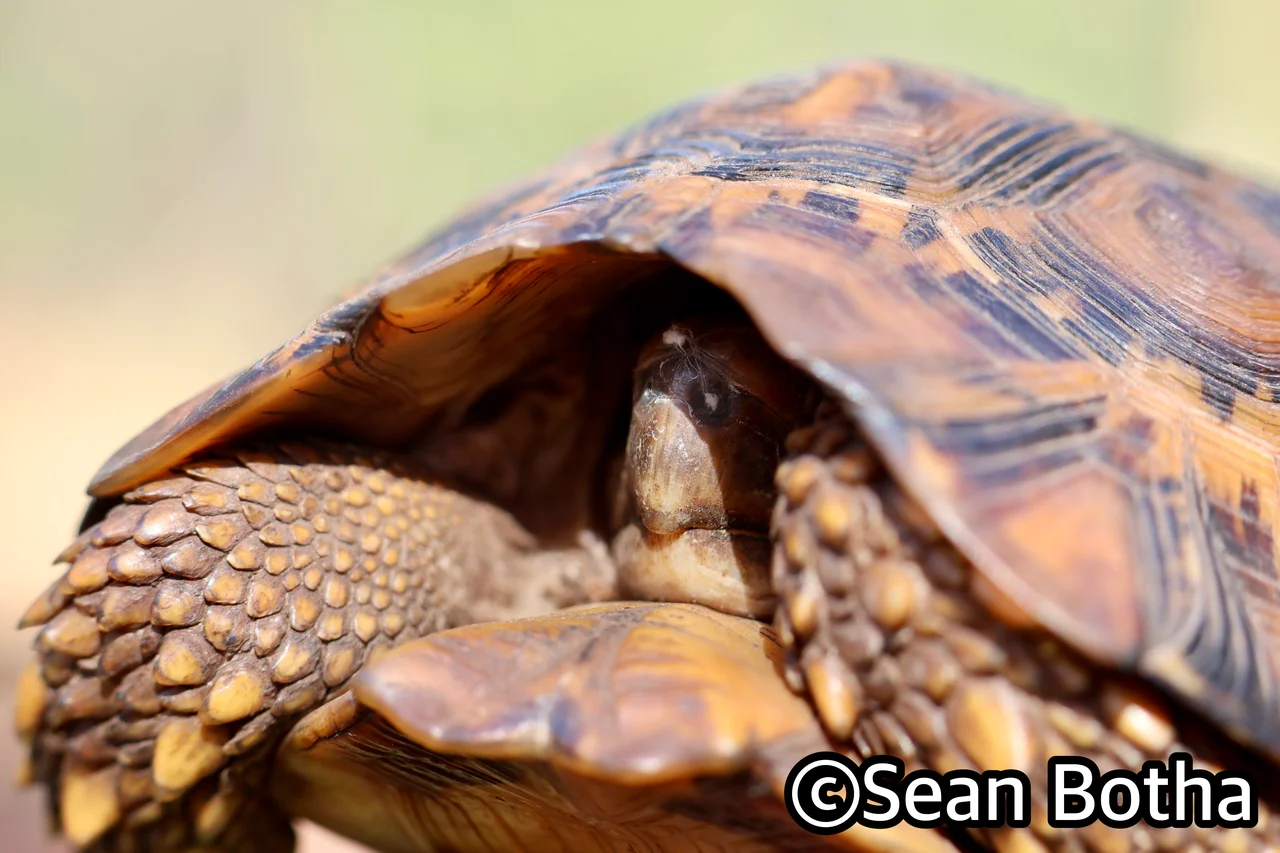 Kinixys lobatsiana. From Pretoria, Gauteng. Sean Botha.