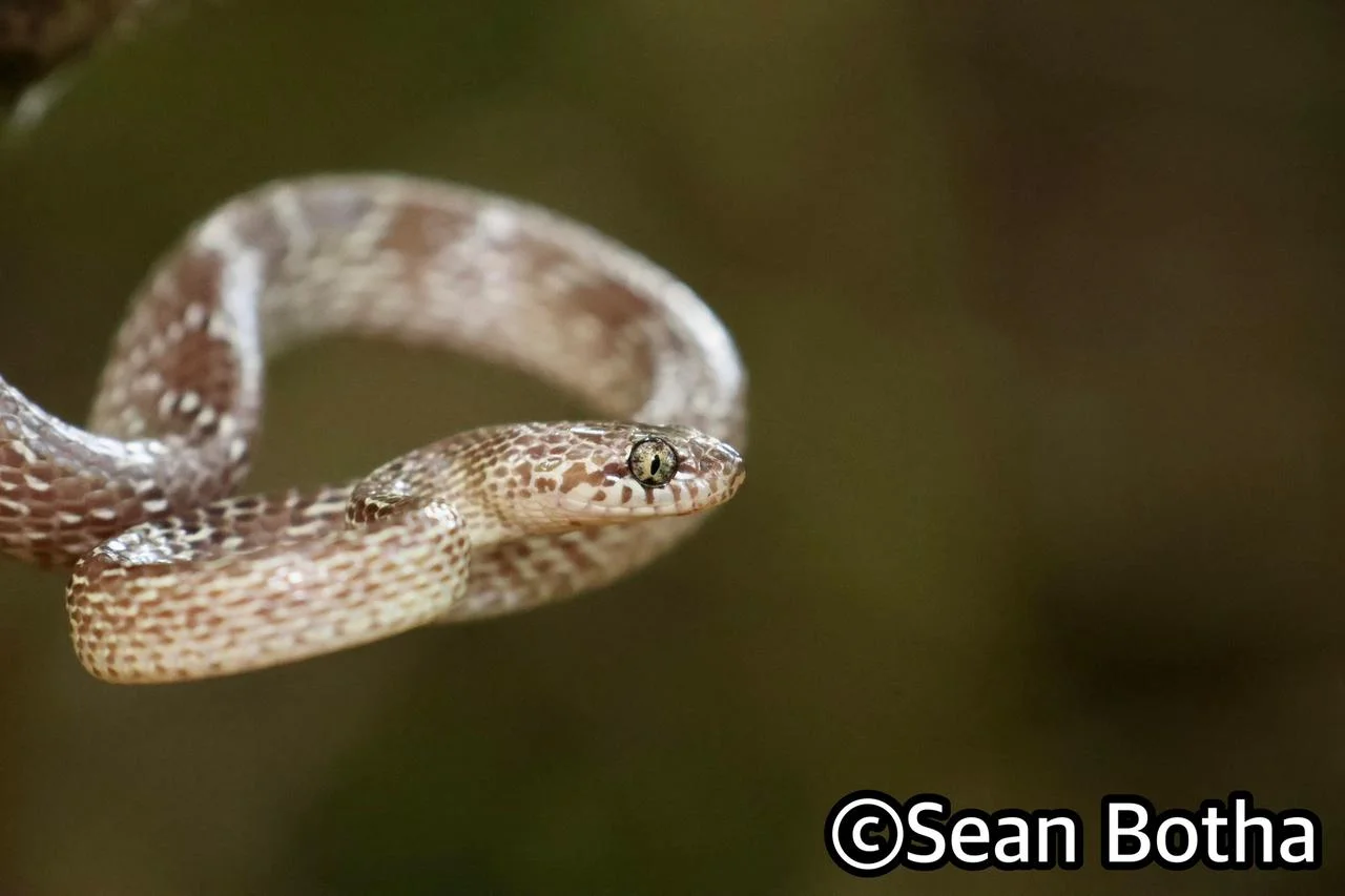 Dipsadoboa aulica. From St. Lucia, Kwa-Zulu Natal. Sean Botha.
