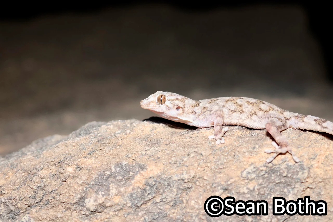 Pachydactylus haackei. From Augrabies Falls National Park, Northern Cape. Sean Botha.