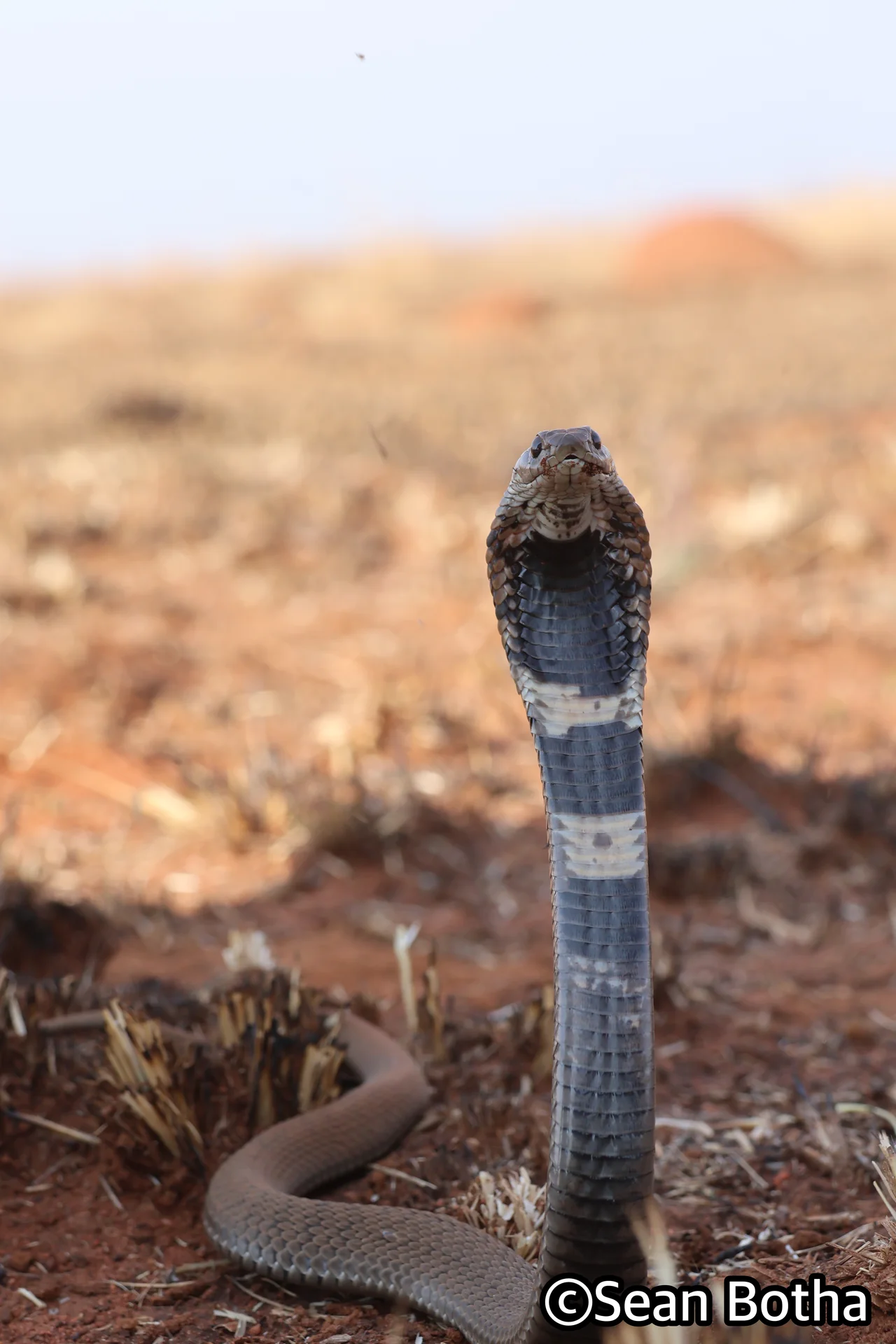 Hemachatus haemachatus. From Westonaria, Gauteng. Sean Botha.