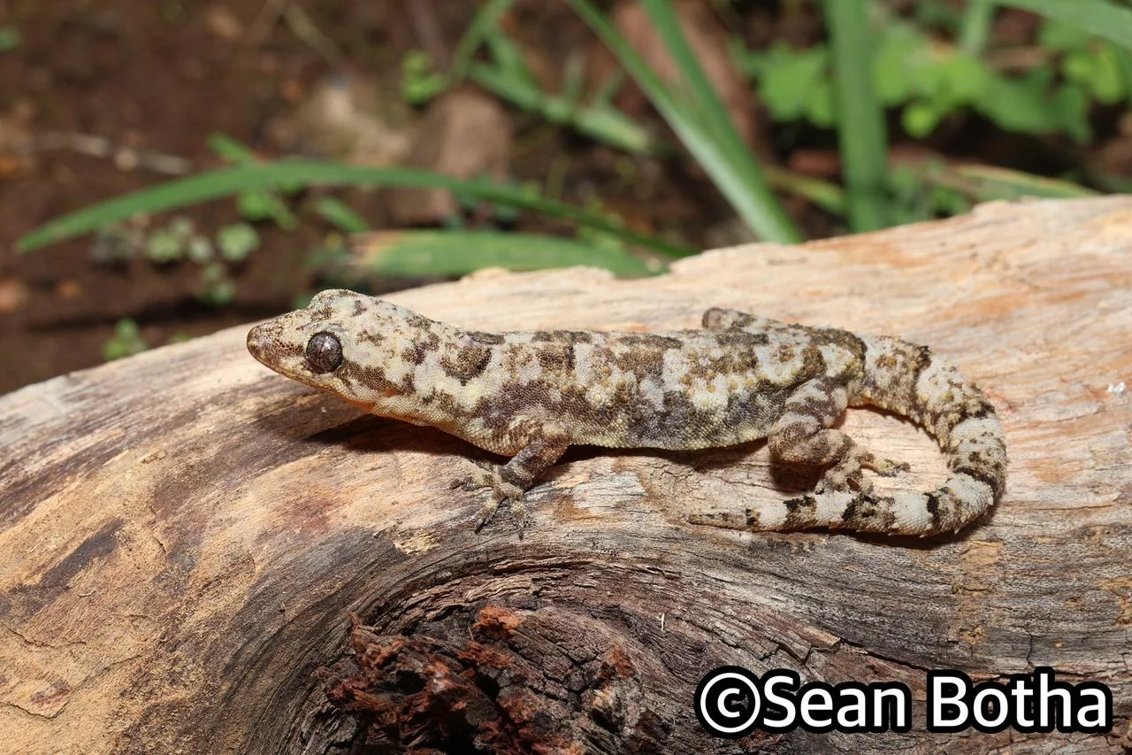 Hemidactylus mabouia sensu lato. From Pretoria, Gauteng. Sean Botha.