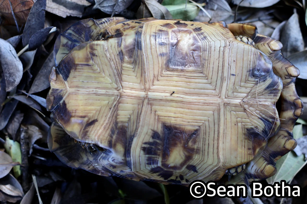 Kinixys lobatsiana. From Pretoria, Gauteng. Sean Botha.