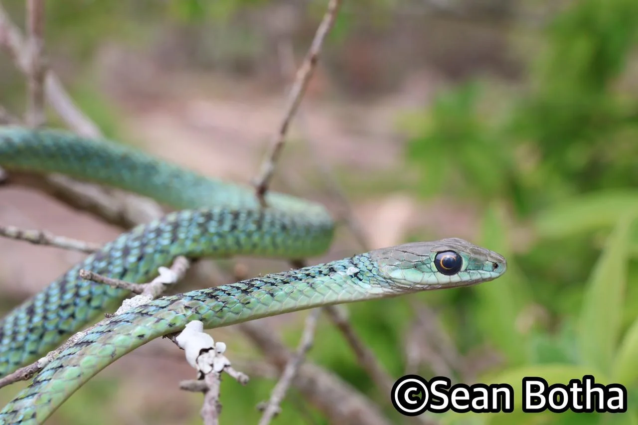 Philothamnus semivariegatus. From near Mbombela, Mpumulanga. Sean Botha.