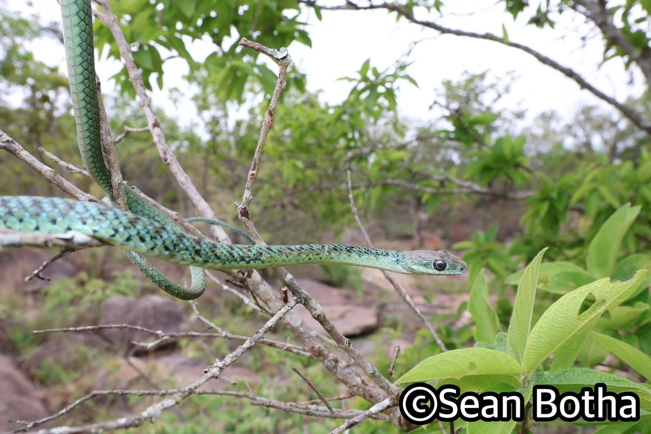 Philothamnus semivariegatus. From near Mbombela, Mpumulanga. Sean Botha.