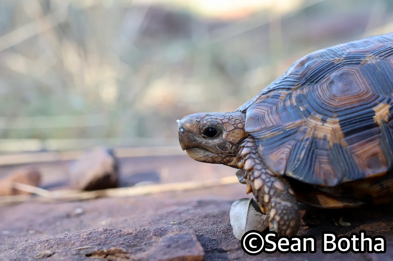 Kinixys lobatsiana. From Pretoria, Gauteng. Sean Botha.