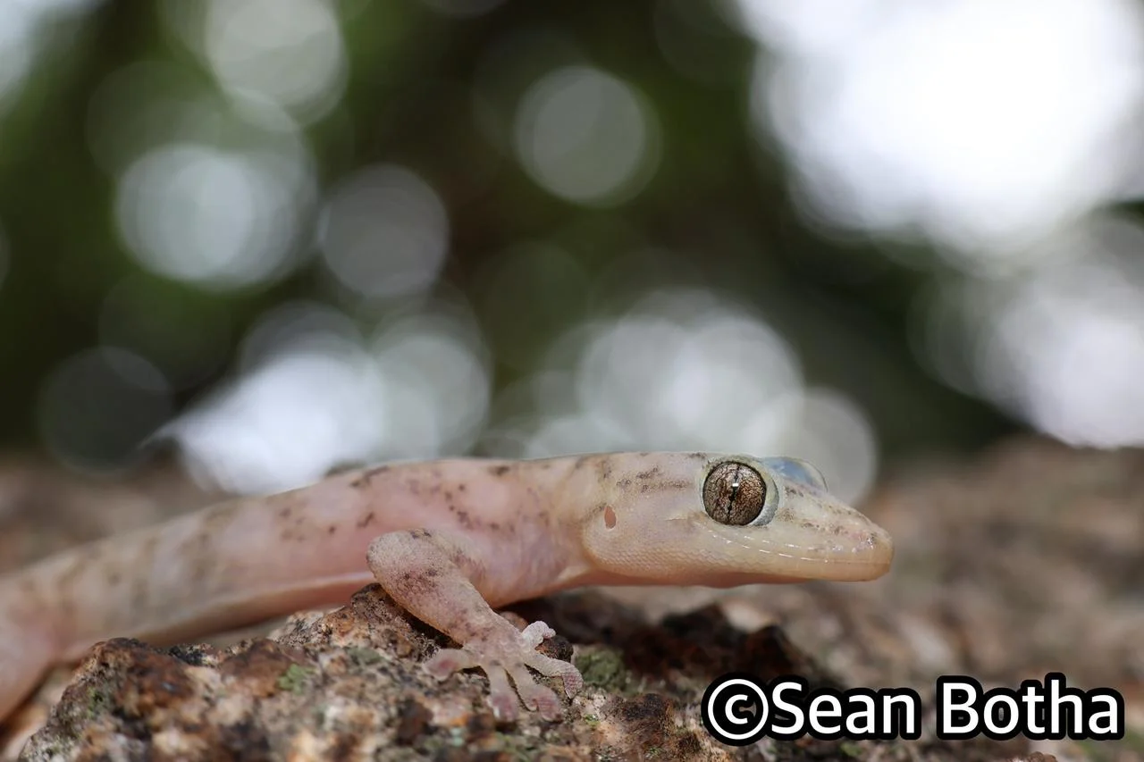Afroedura haackei. From Mbombela, Mpumulanga. Sean Botha.
