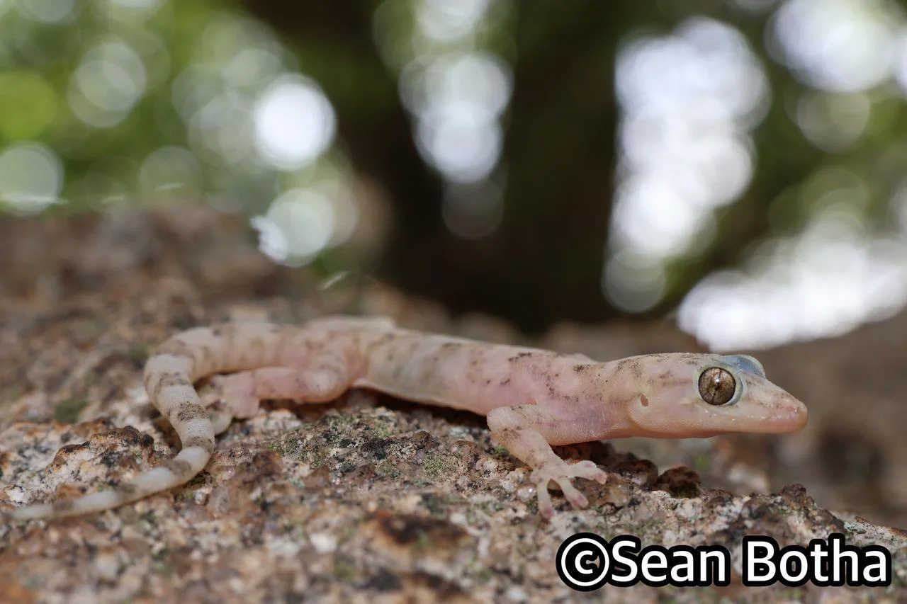 Afroedura haackei. From Mbombela, Mpumulanga. Sean Botha.