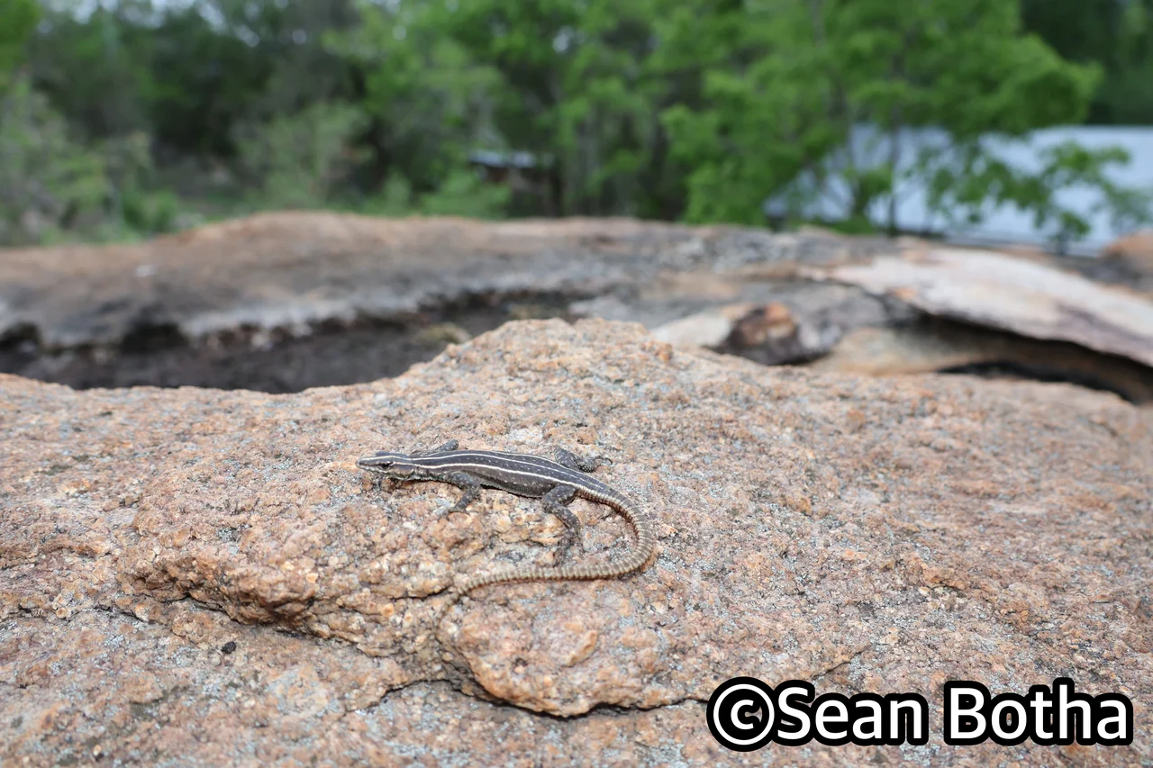 Platysaurus intermedius wihelmi. From Mbombela, Mpumulanga. Sean Botha.