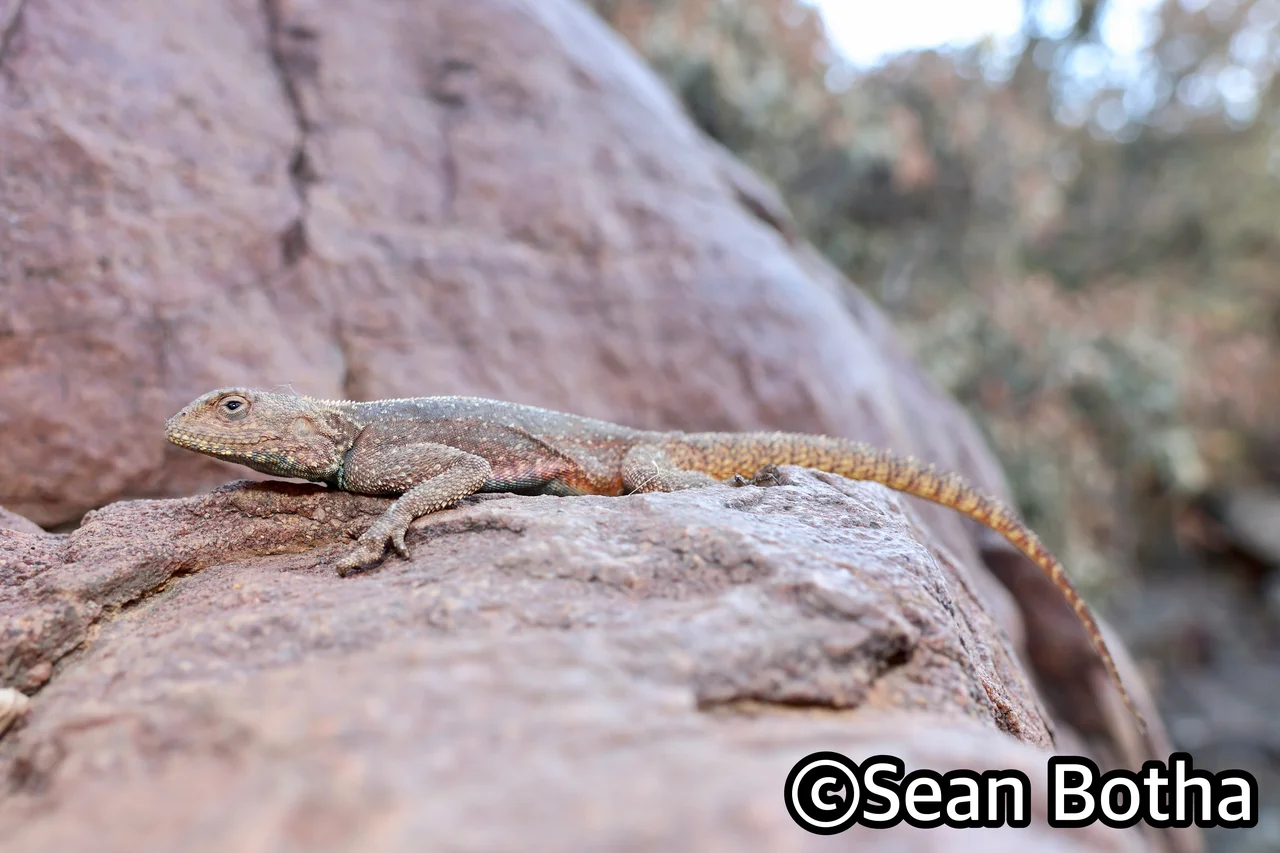 Agama atra. From Ezemvelo Nature Reserve, Gauteng. Sean Botha.
