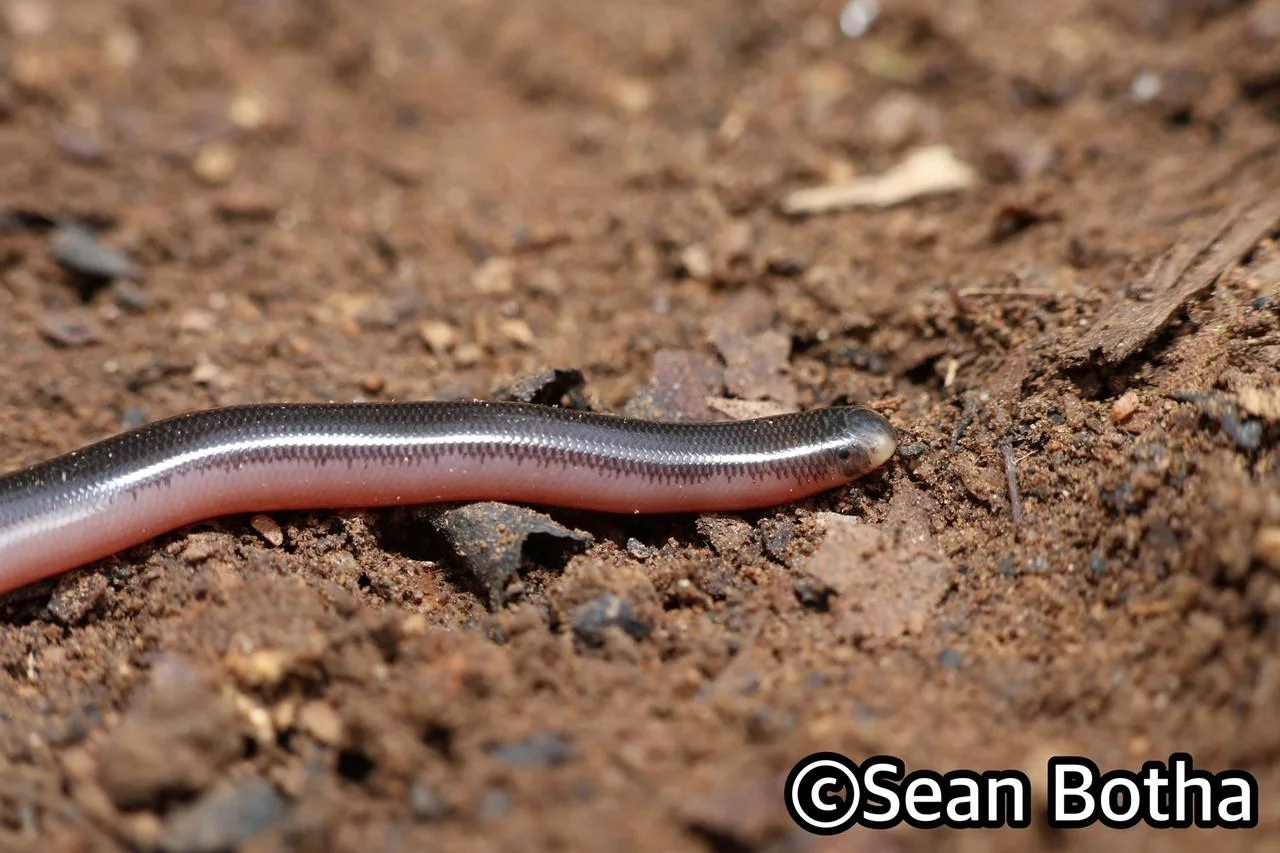 Rhinotyphlops lalandei. From Mbombela, Mpumulanga. Sean Botha.