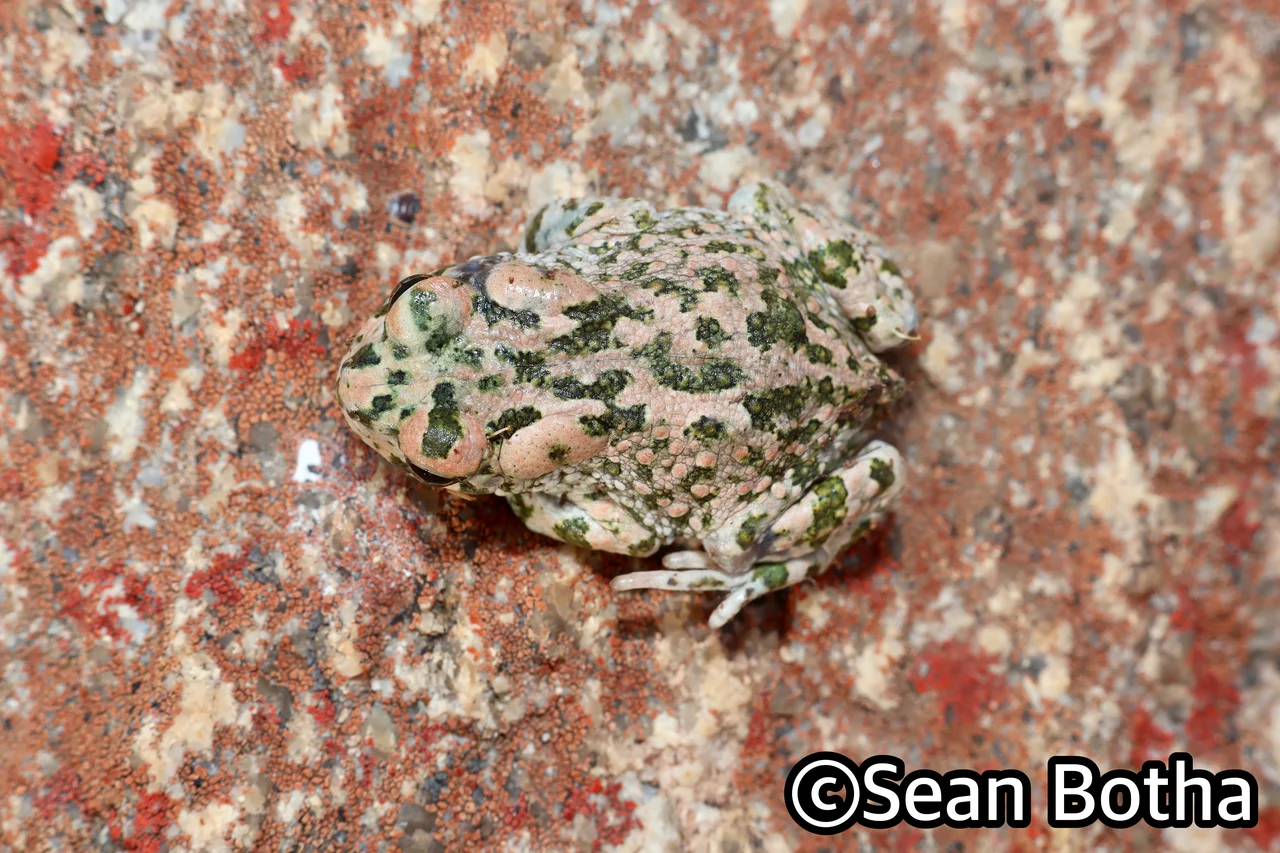 Vandijkophrynus robinsoni. From near Springbok, Northern Cape. Sean Botha.