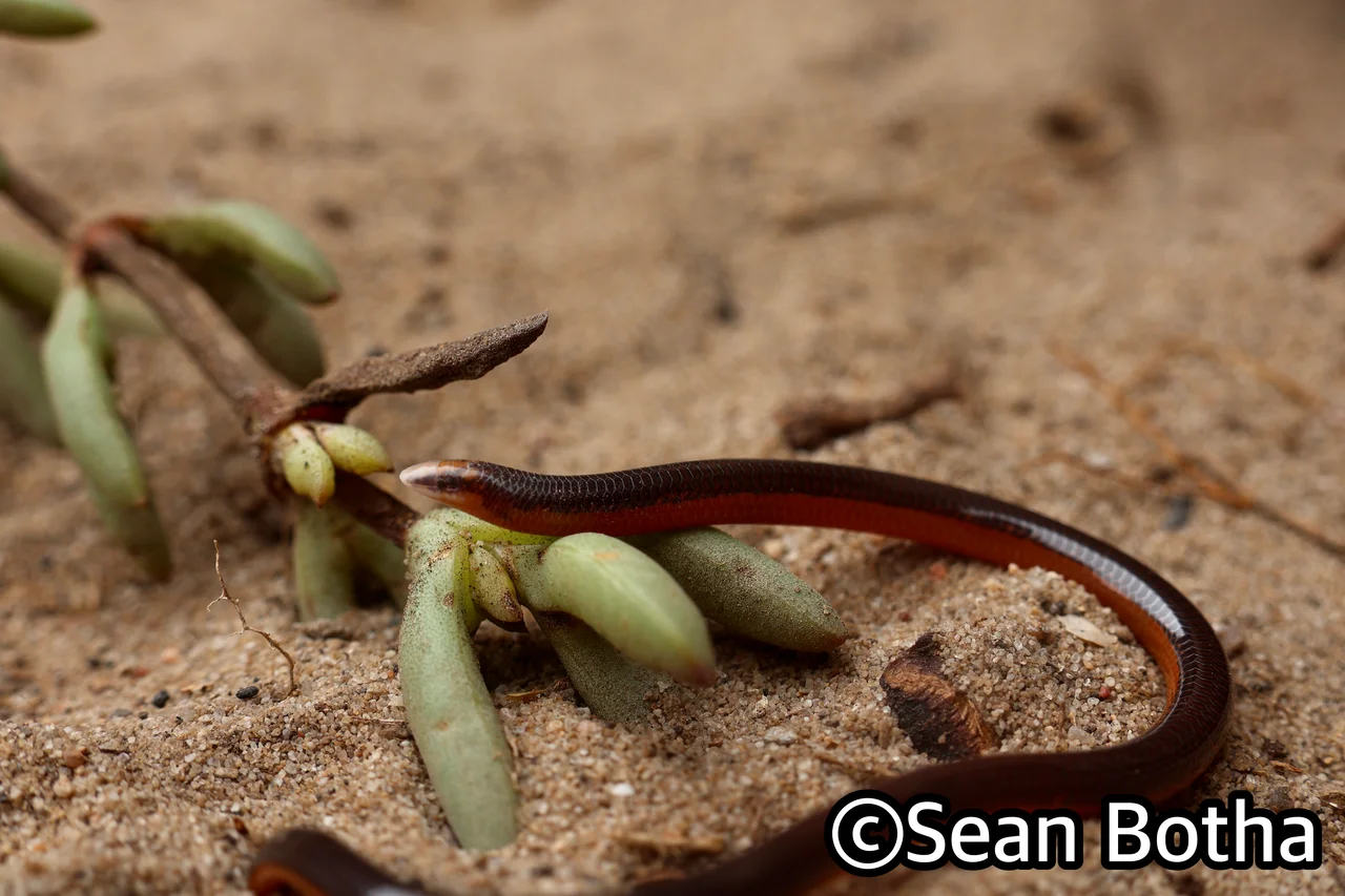 Acontias litoralis. From Boulder Bay, Northern Cape. Sean Botha.