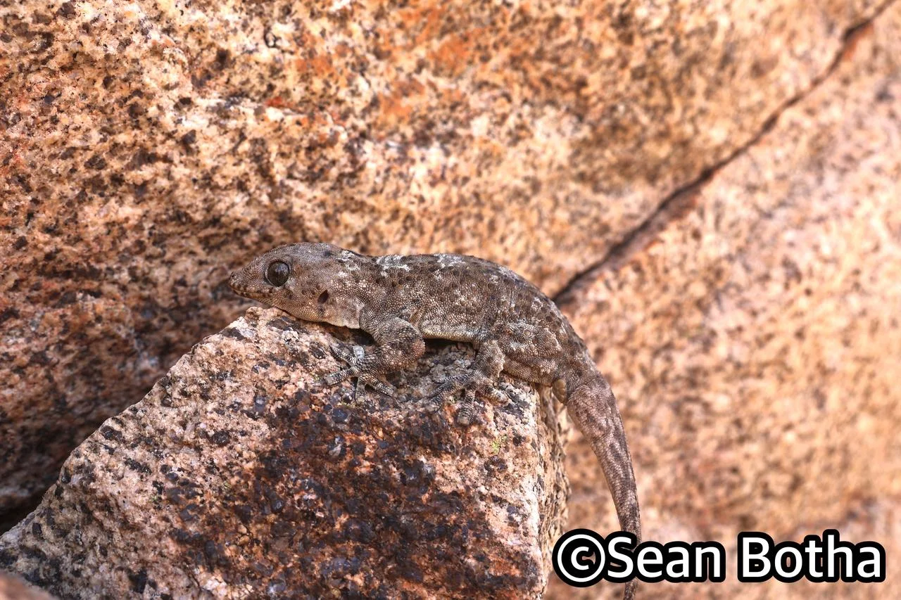 Pachydactylus namaquensis. From near Springbok, Northern Cape. Sean Botha.