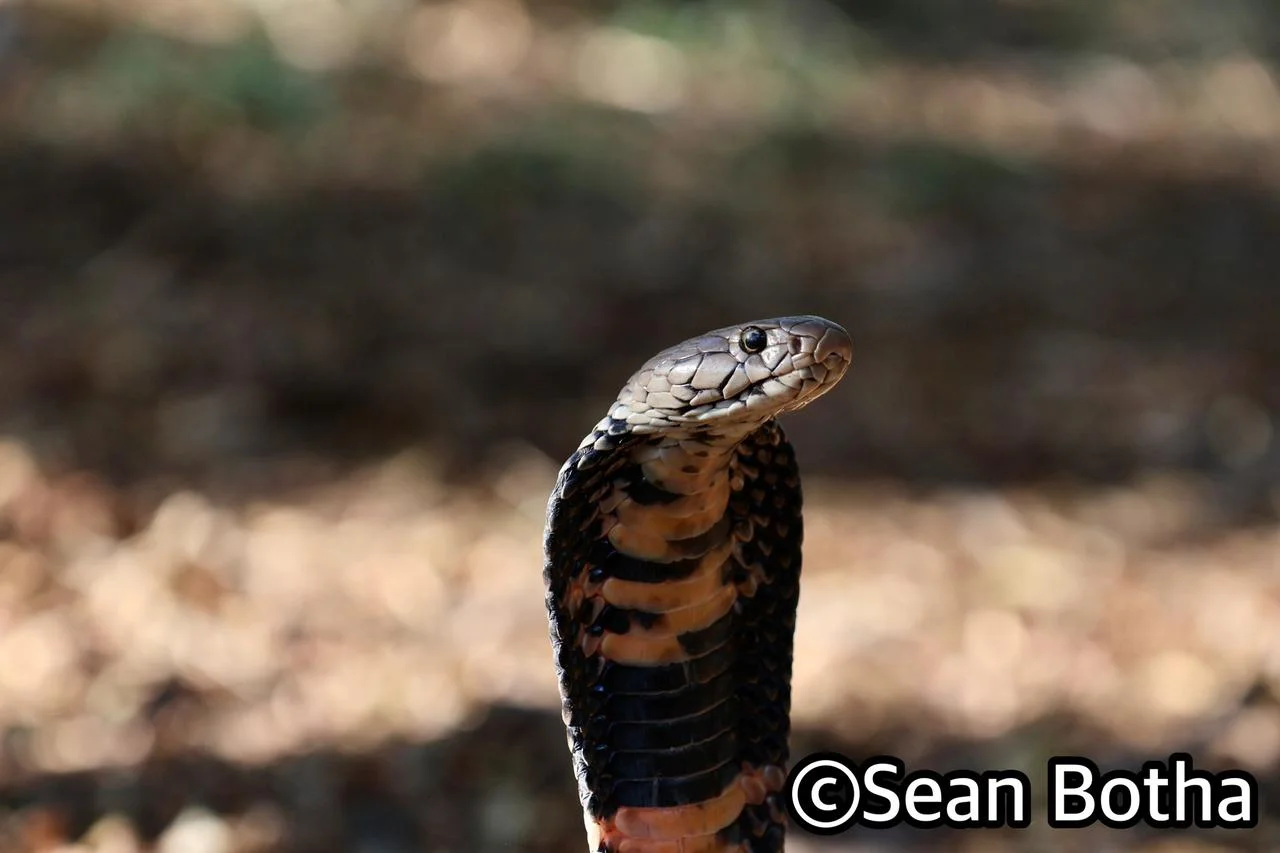 Naja mossambica. From near Centurion, Gauteng. Sean Botha.