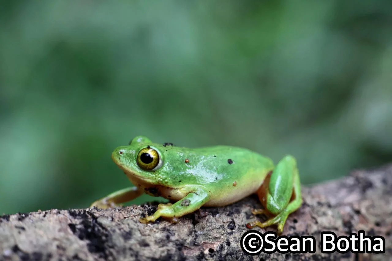 Hyperolius tuberilinguis. From St. Lucia, Kwa-Zulu Natal. Sean Botha.