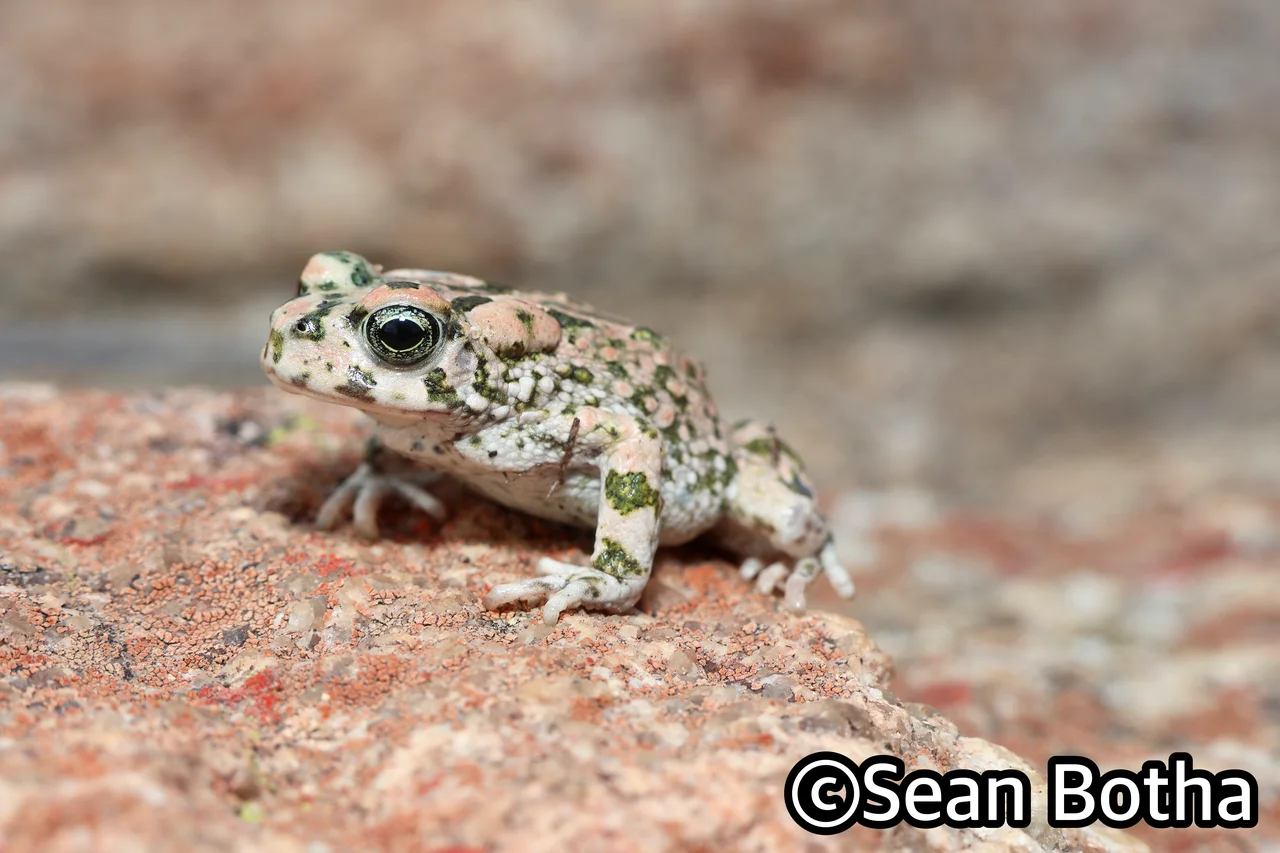 Vandijkophrynus robinsoni. From near Springbok, Northern Cape. Sean Botha.