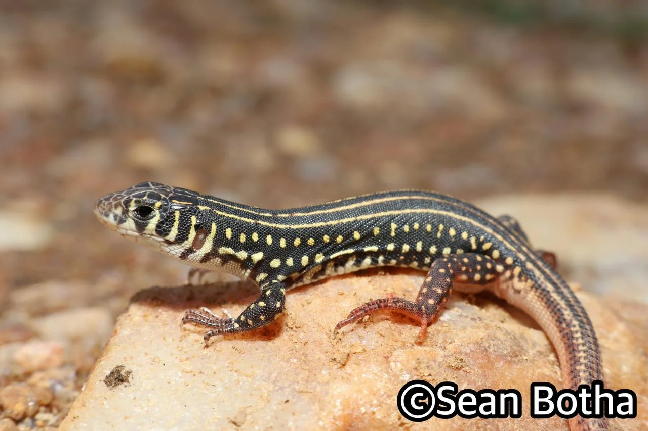 Nucras ornata. From near Centurion, Gauteng. Sean Botha.