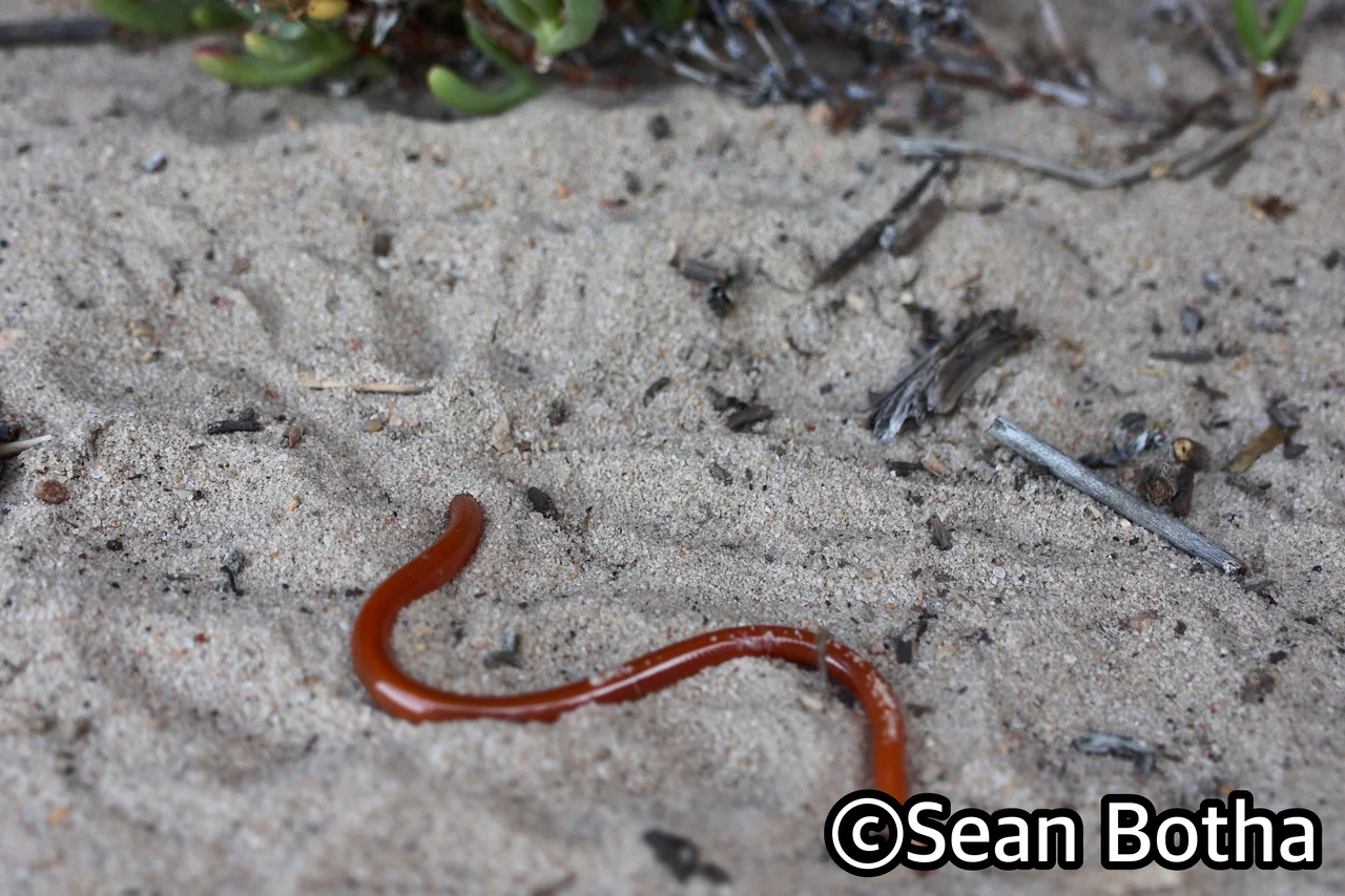 Acontias litoralis. From Boulder Bay, Northern Cape. Sean Botha.