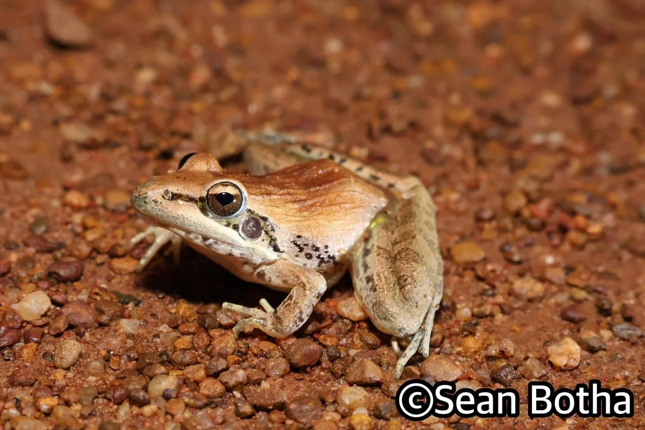 Ptychadena anchietae. From Dinokeng North, Gauteng. Sean Botha.
