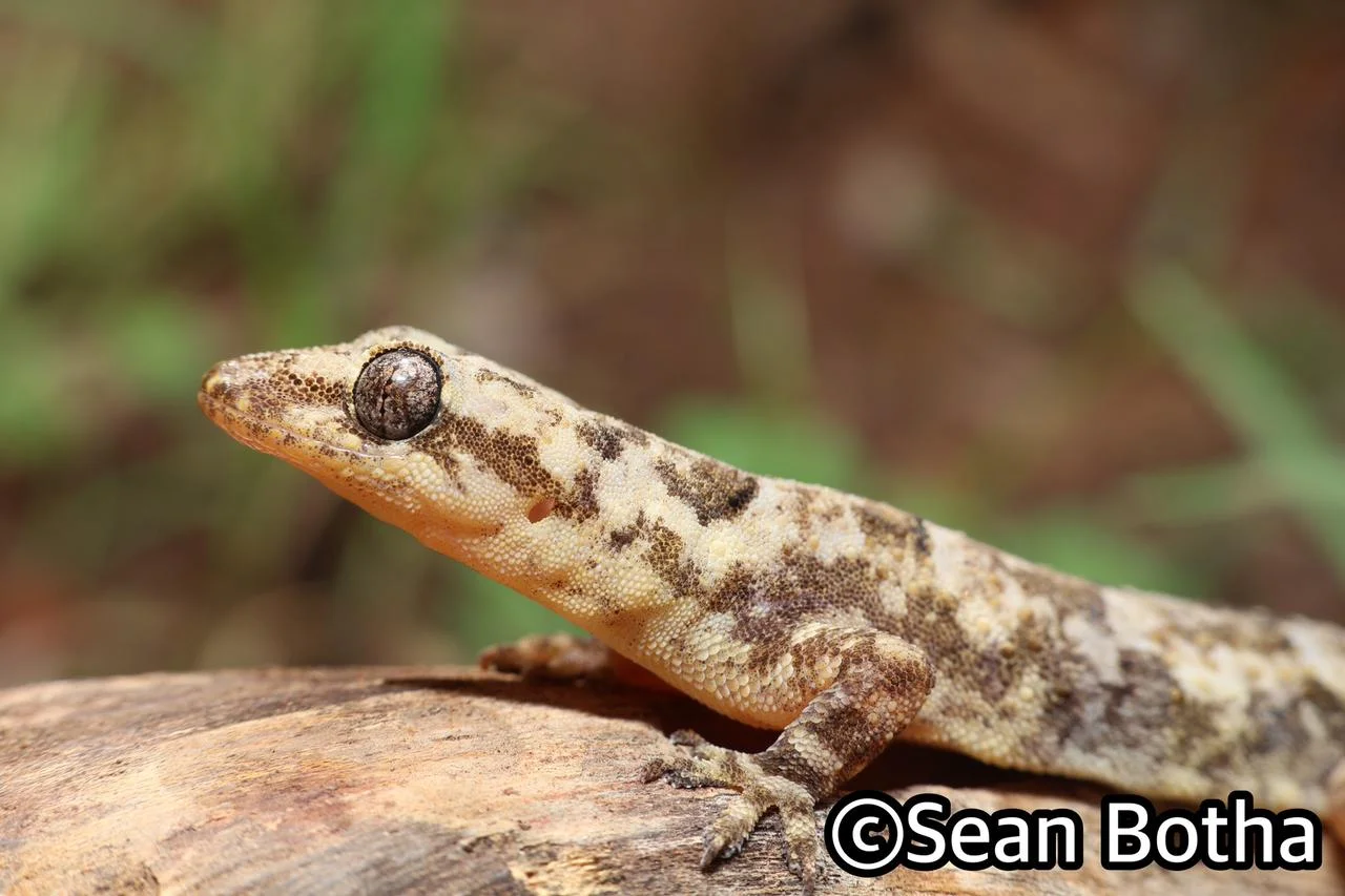 Hemidactylus mabouia sensu lato. From Pretoria, Gauteng. Sean Botha.