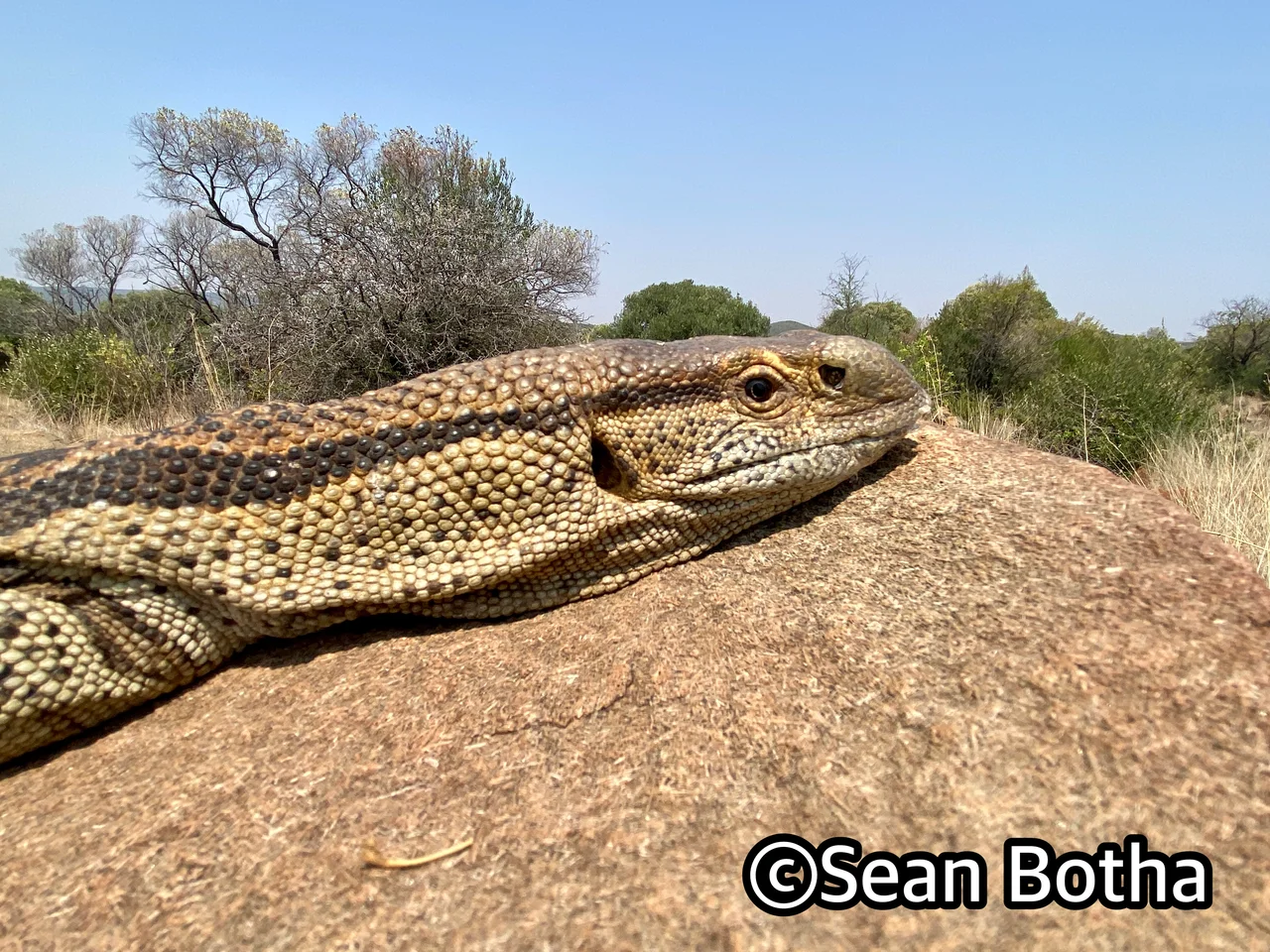 Varanus albigularis albigularis. From near Rustenburg, North-west. Sean Botha.