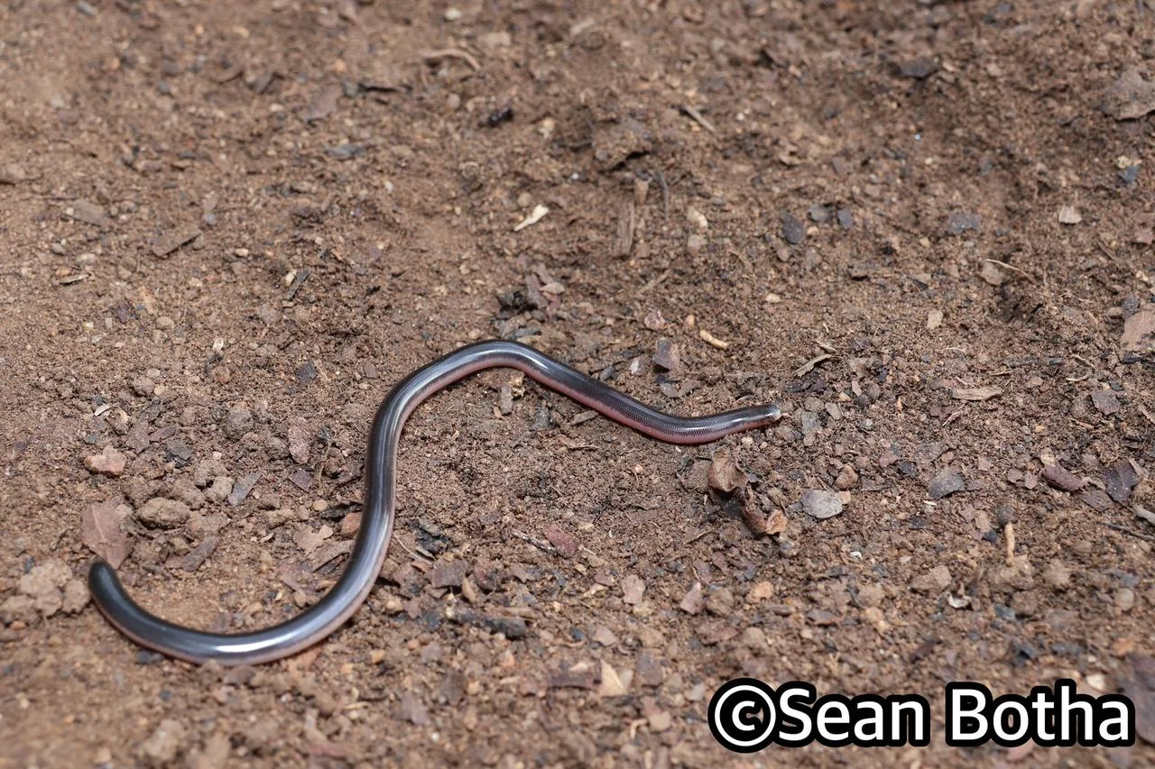 Rhinotyphlops lalandei. From Mbombela, Mpumulanga. Sean Botha.