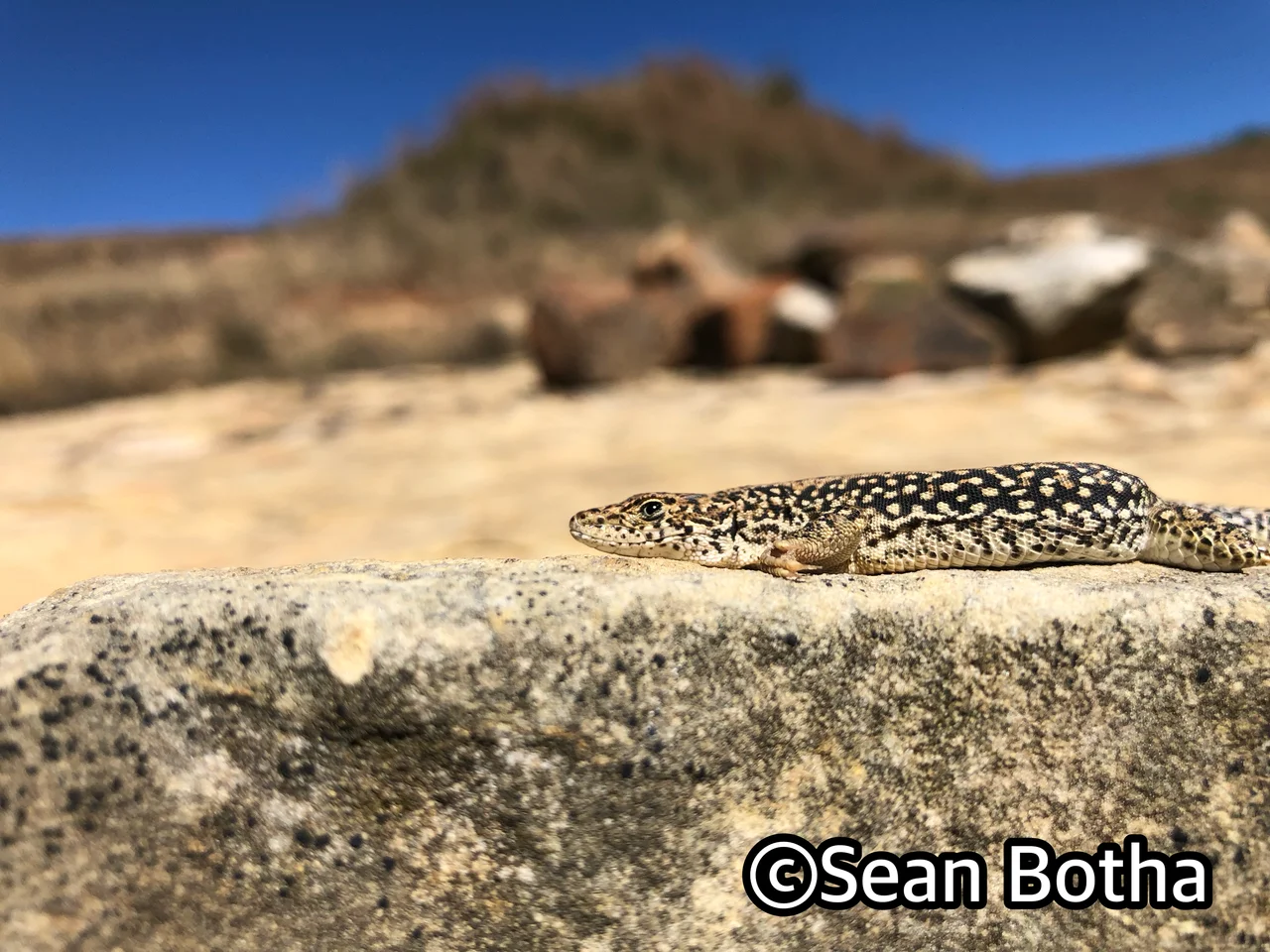 Pedioplanis burchelli. From Golden Gate National Park, Free State. Sean Botha.