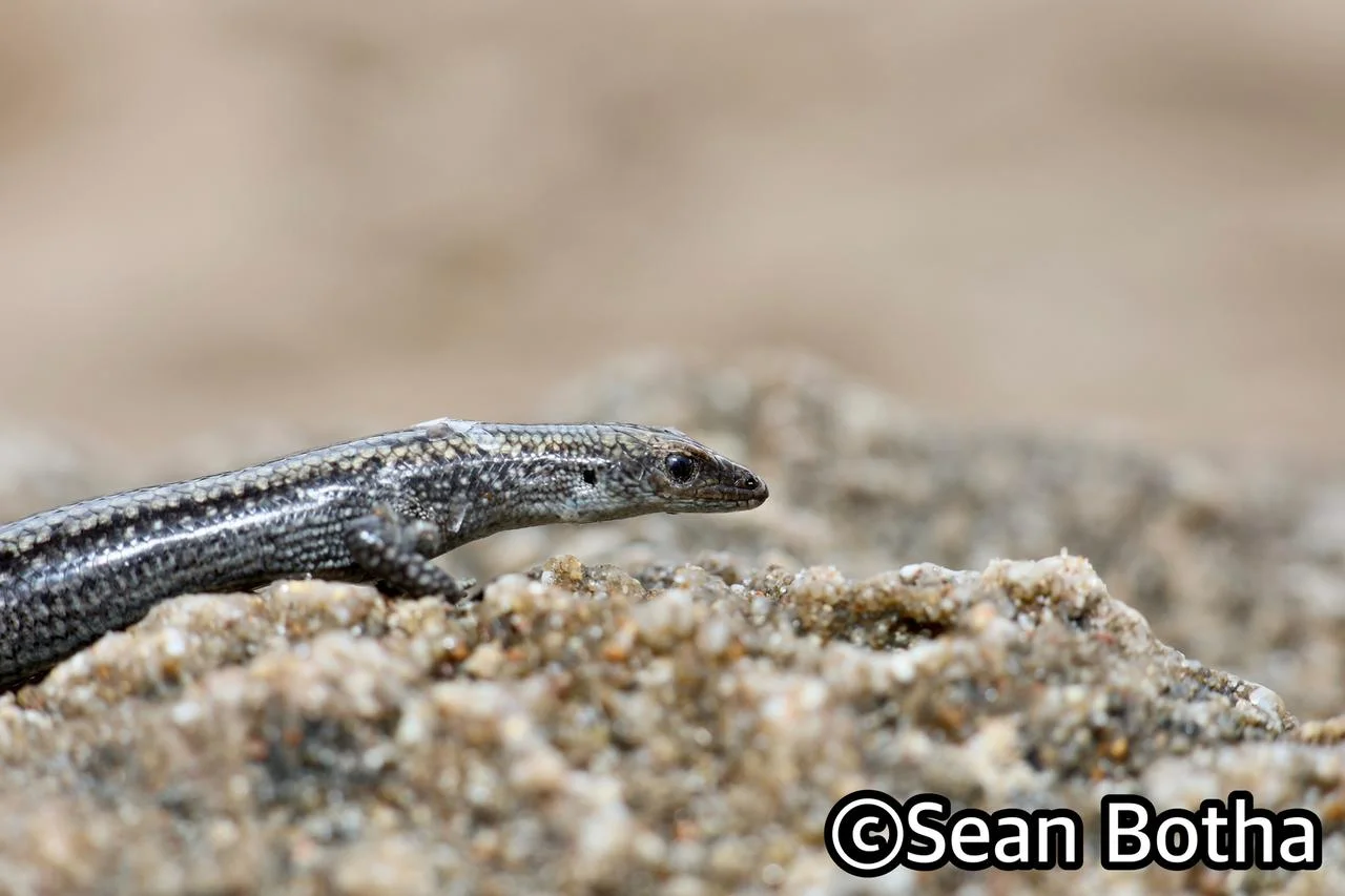 Cryptoblepharus africanus. From Kosi Bay, Kwa-Zulu Natal. Sean Botha.