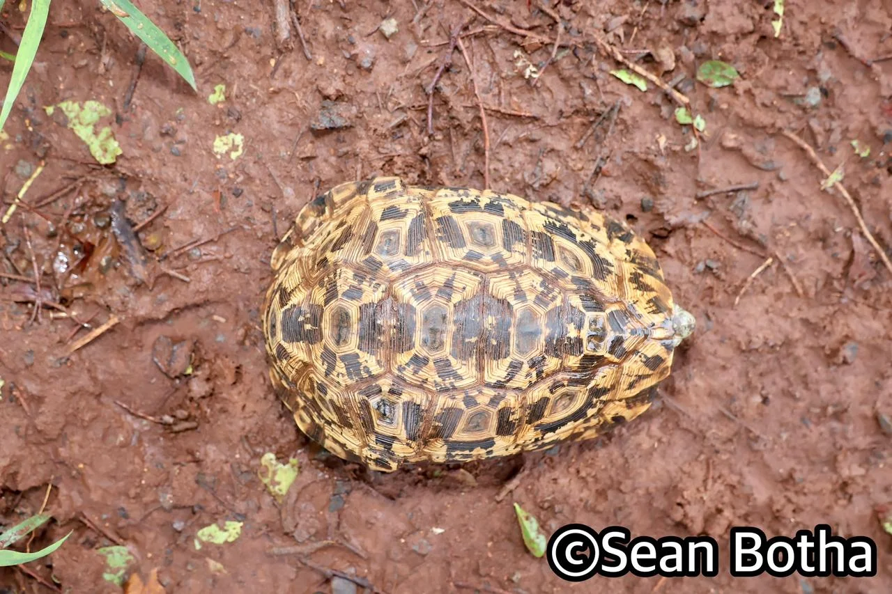 Kinixys zombensis zombensis   . From near Hluhluwe, Kwa-Zulu Natal. Sean Botha.
