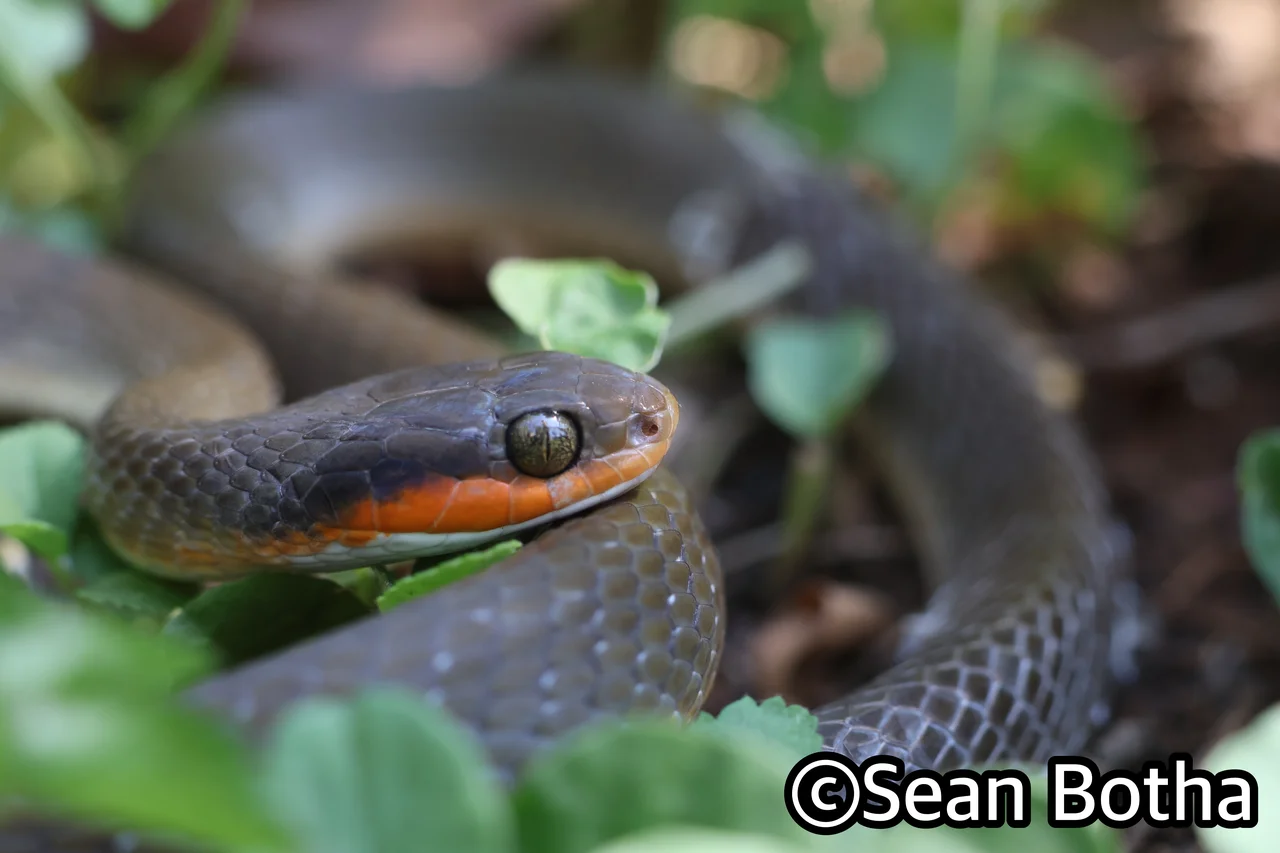 Crotaphopeltis hotamboeia. From Faerie Glen, Gauteng. Sean Botha.