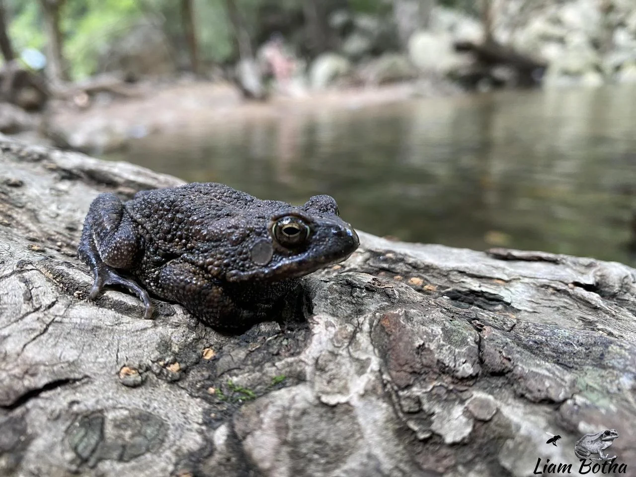 Sclerophrys pusilla. From Blyde River Canyon, Mpumulanga. Liam Botha.