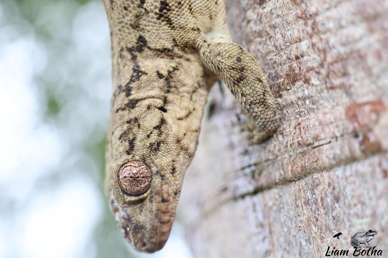 Wahlberg's Velvet Gecko - Homopholis wahlbergii