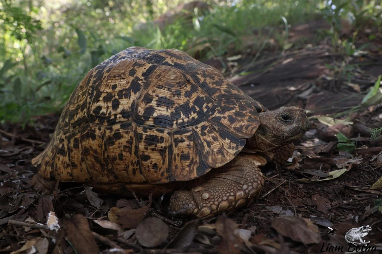 Leopard Tortoise - Stigmochelys pardalis