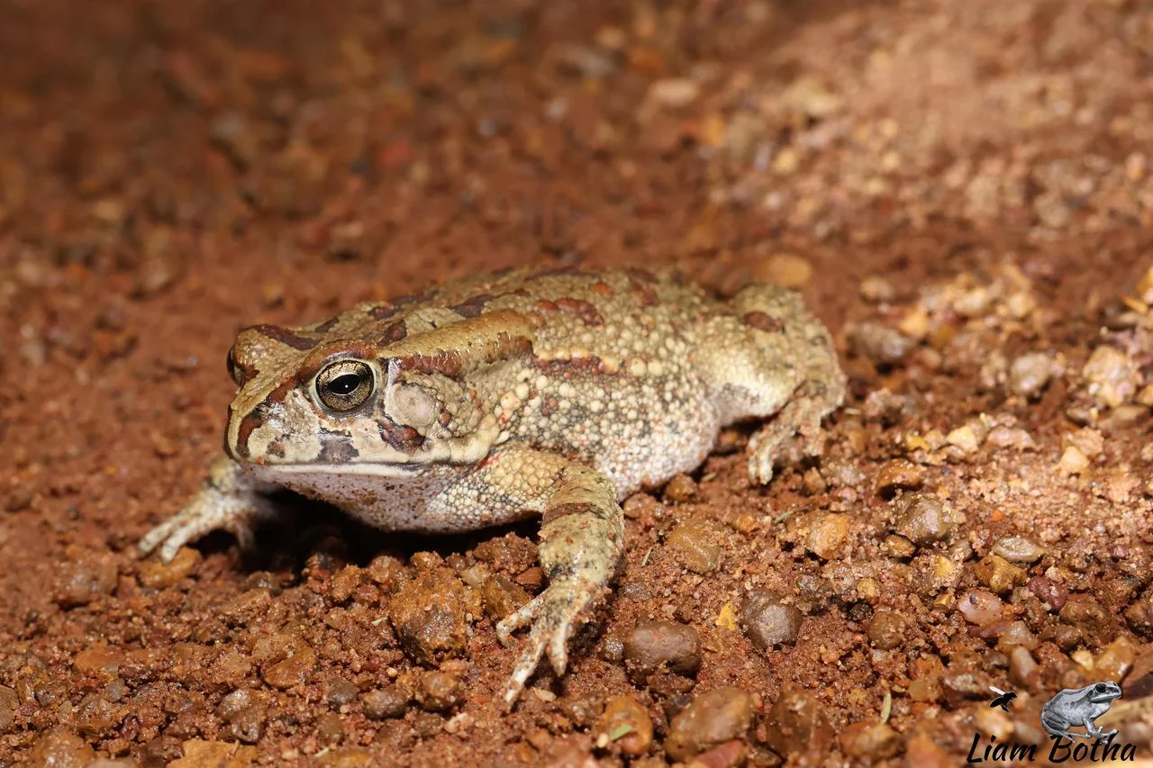 Sclerophrys garmani. From Dinokeng North, Gauteng. Liam Botha.